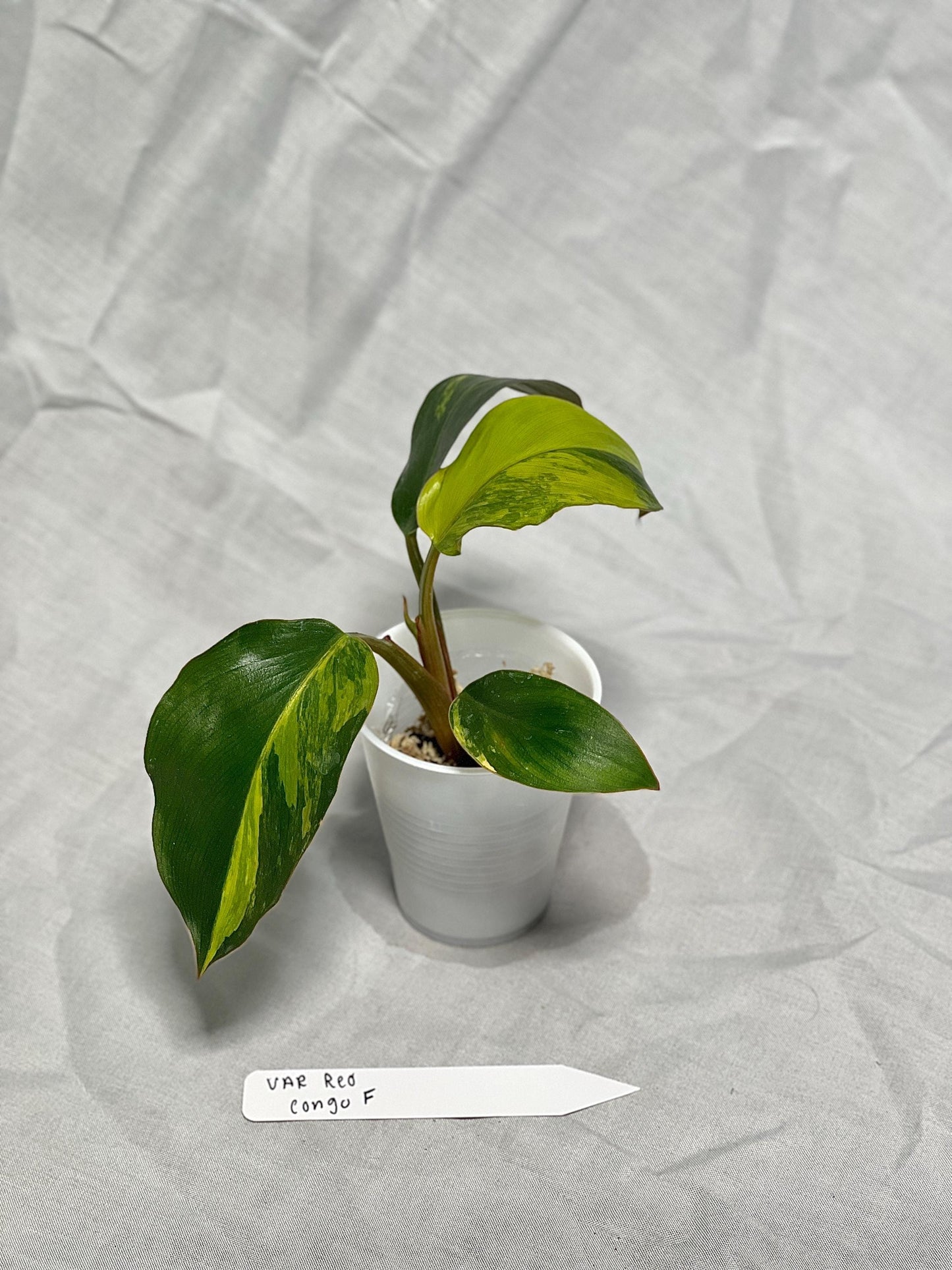 Variegated Red Congo Philodendron - Choose EXACT PLANT 2-3" Pot - Rare Live Houseplant