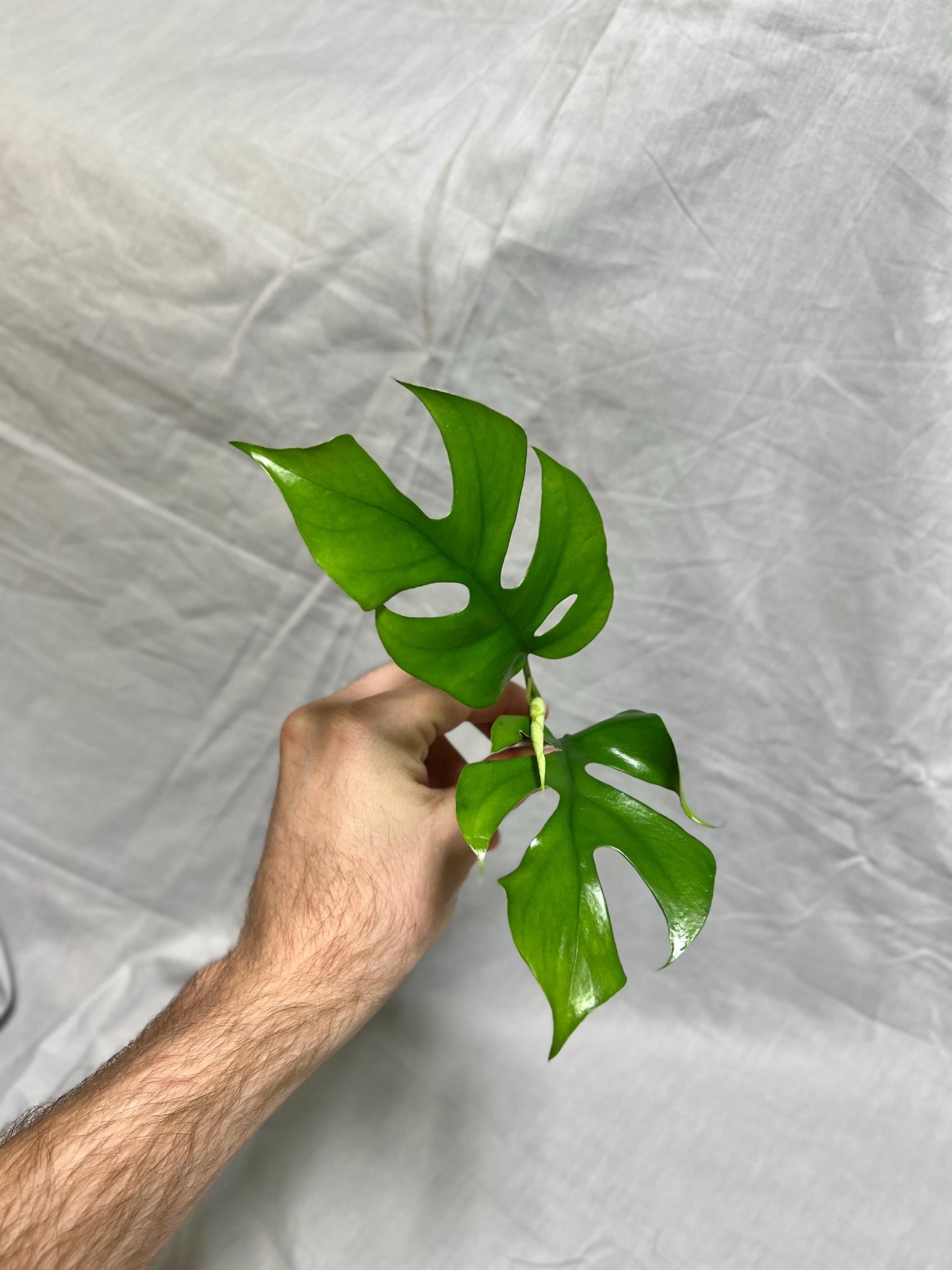 Monstera Cuttings Bundle - Adansonii, Peru, Mini Monstera - RARE Plants FRESH Cuttings Growers Choice