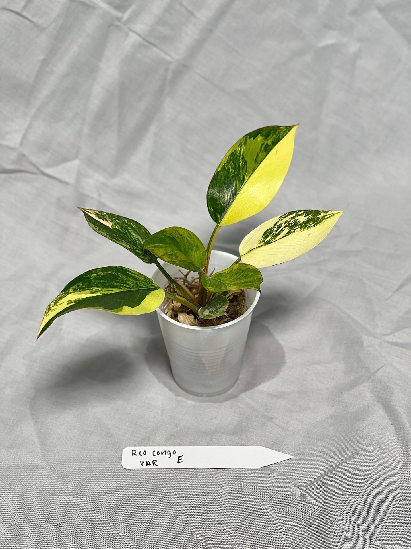 Variegated Red Congo Philodendron - Choose EXACT PLANT 2-3" Pot - Rare Live Houseplant