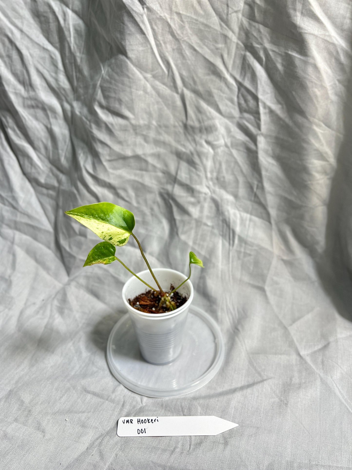 Anthurium Hookeri Variegated 2” Pot Starter – EXACT PLANT – rare variegated anthurium live aroid tropical houseplant