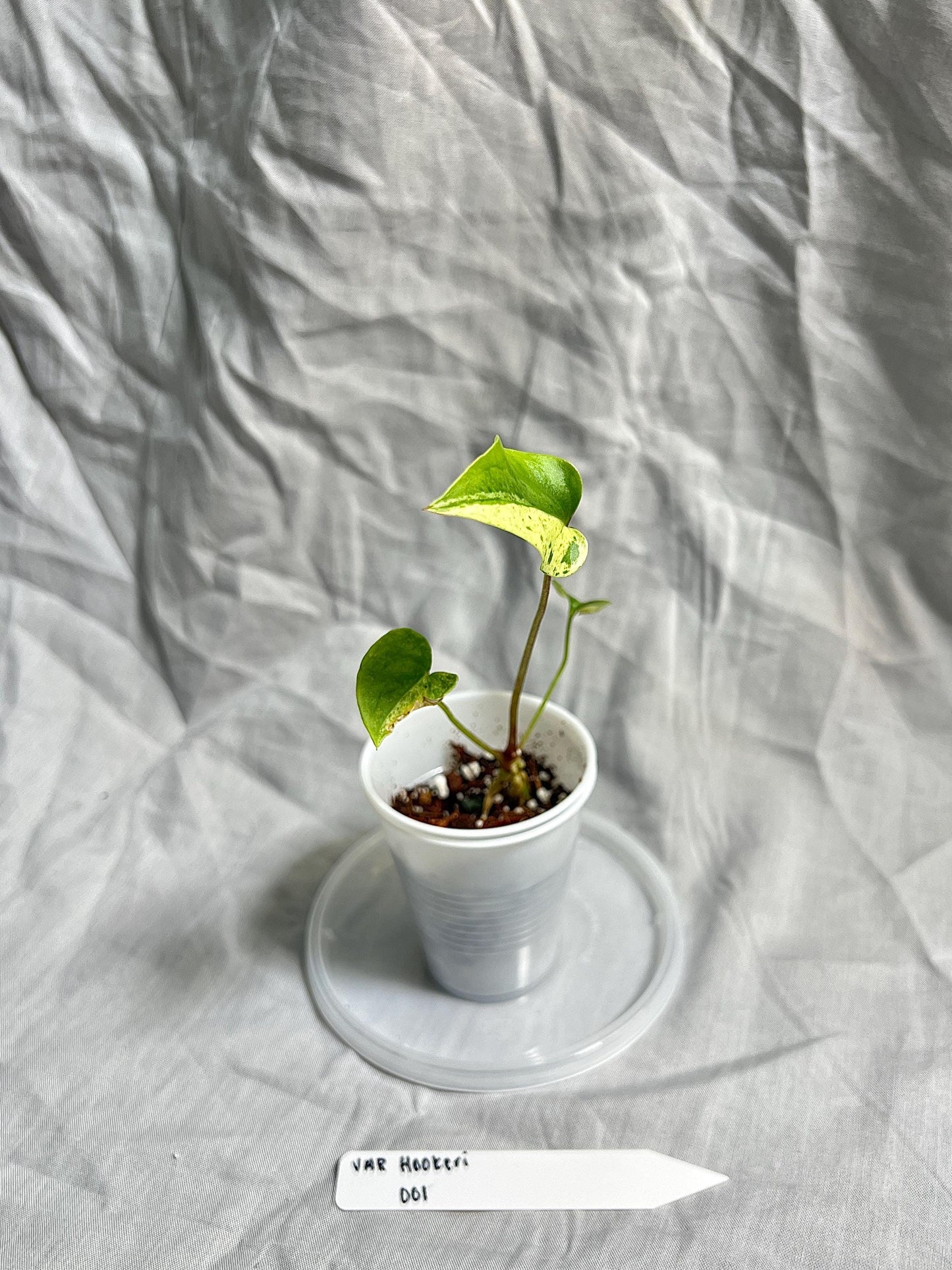 Anthurium Hookeri Variegated 2” Pot Starter – EXACT PLANT – rare variegated anthurium live aroid tropical houseplant