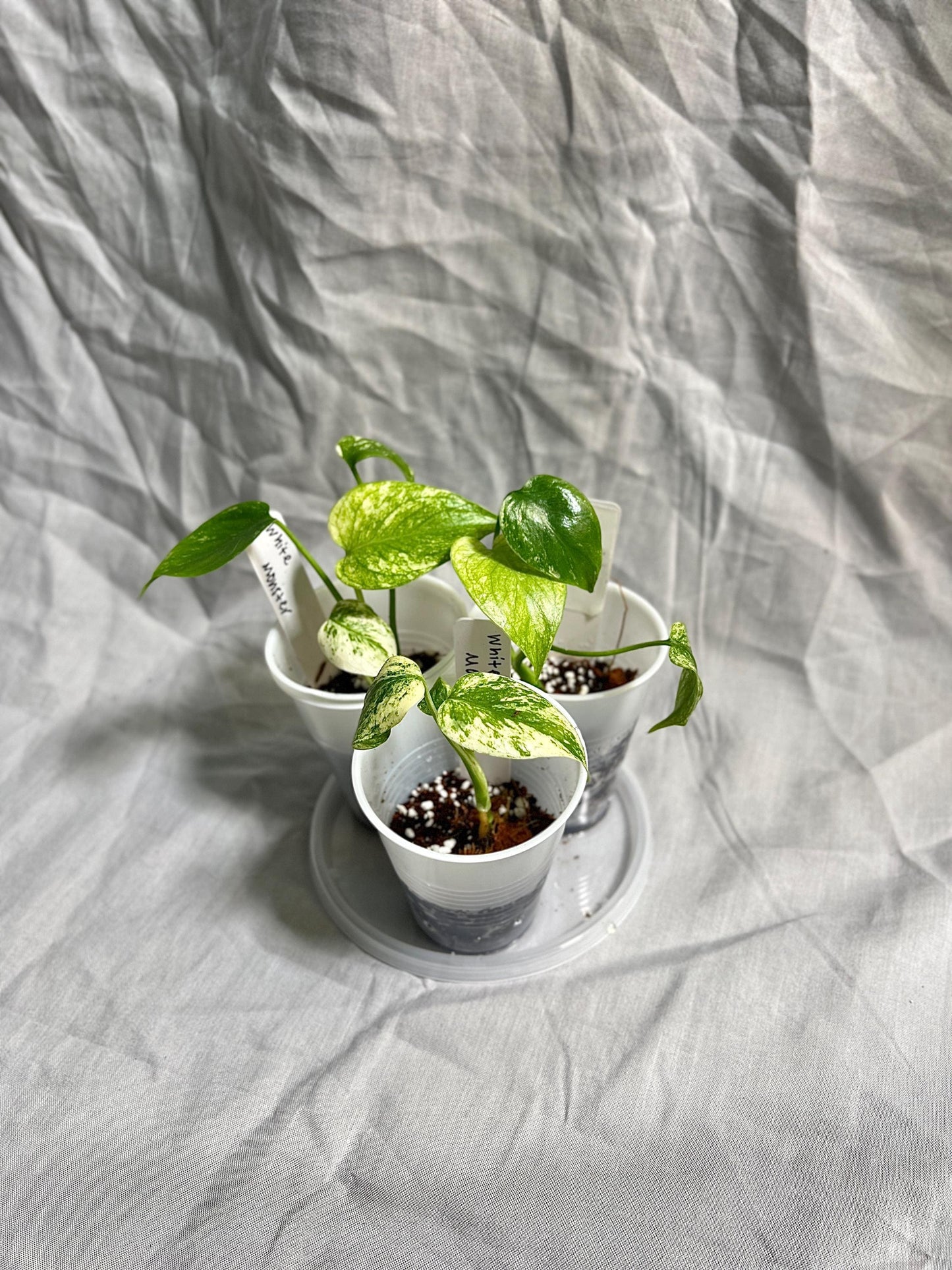 Monstera Deliciosa 'White Monster' Large Form Starter Plants - Rare Kuzno Plant - GROWERS CHOICE