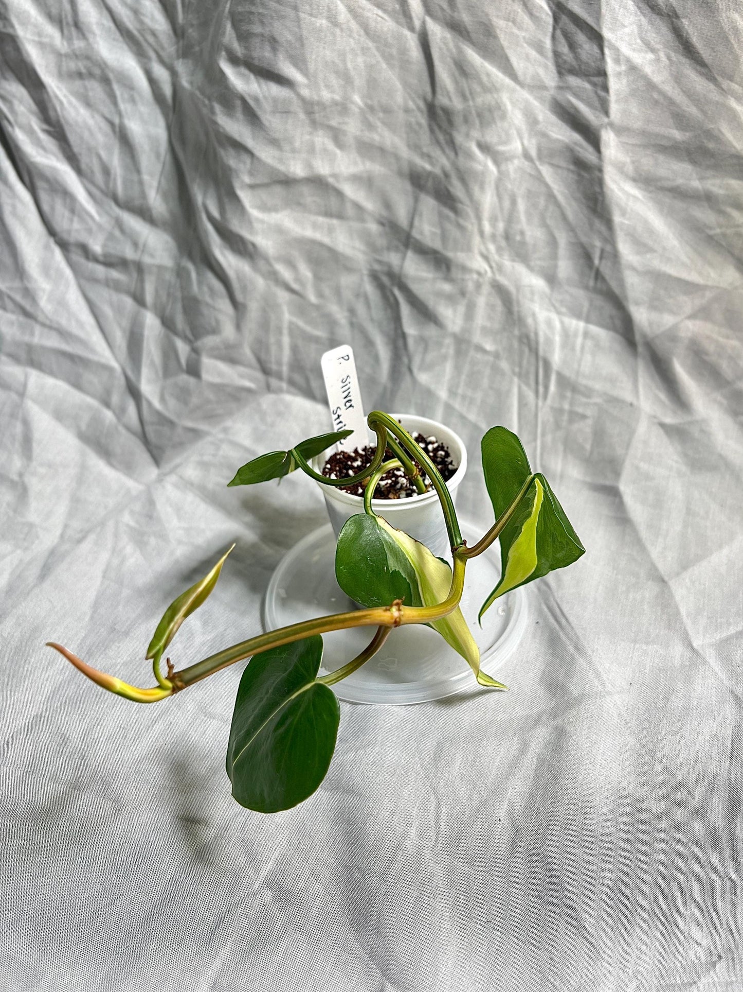 Philodendron Silver Stripe 2" pot – Rooted Cutting EXACT PLANT – RARE Variegated Houseplant
