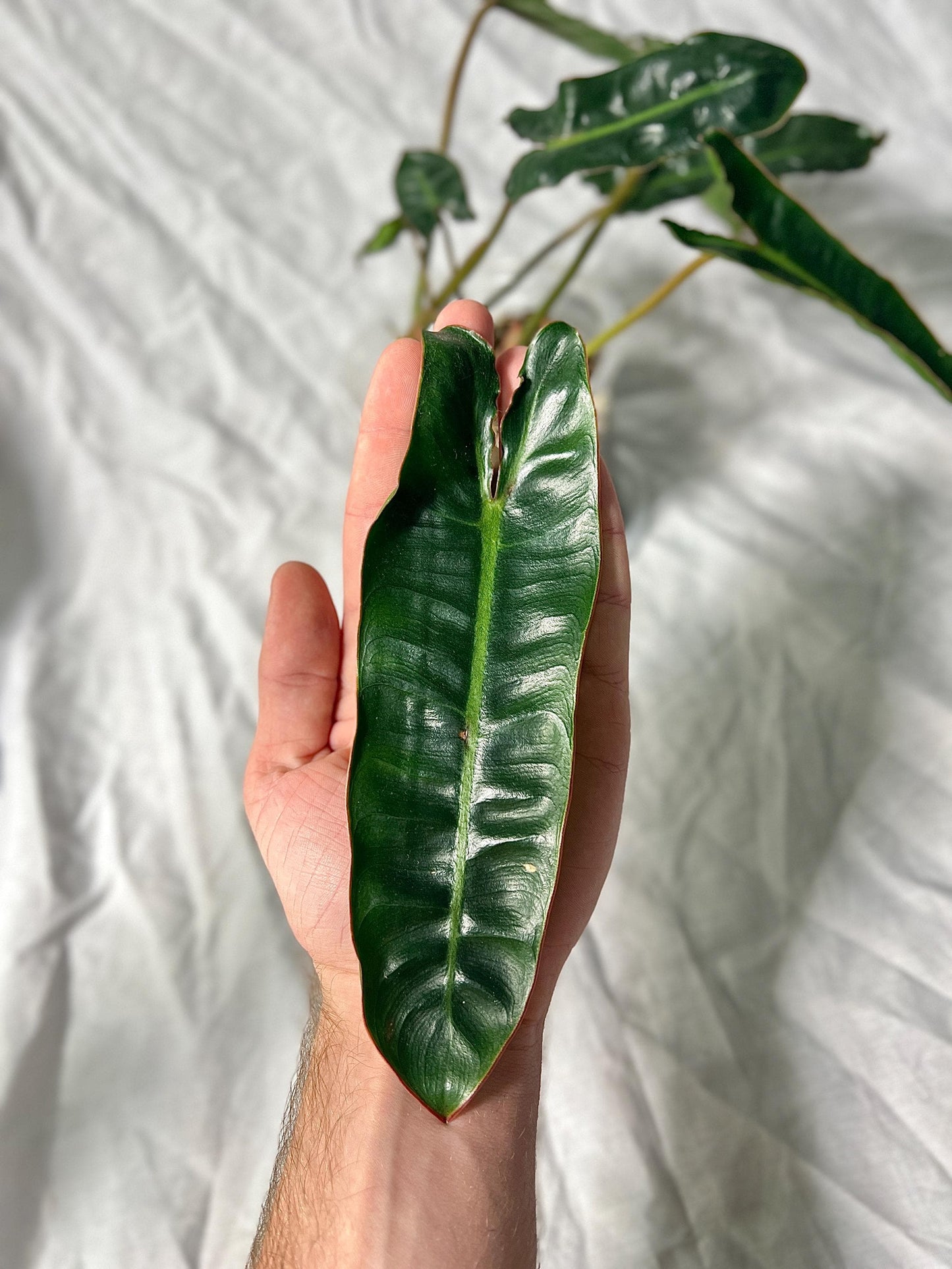 Philodendron Billietiae 4" Pot - EXACT Plant - Collectable Live House Plant
