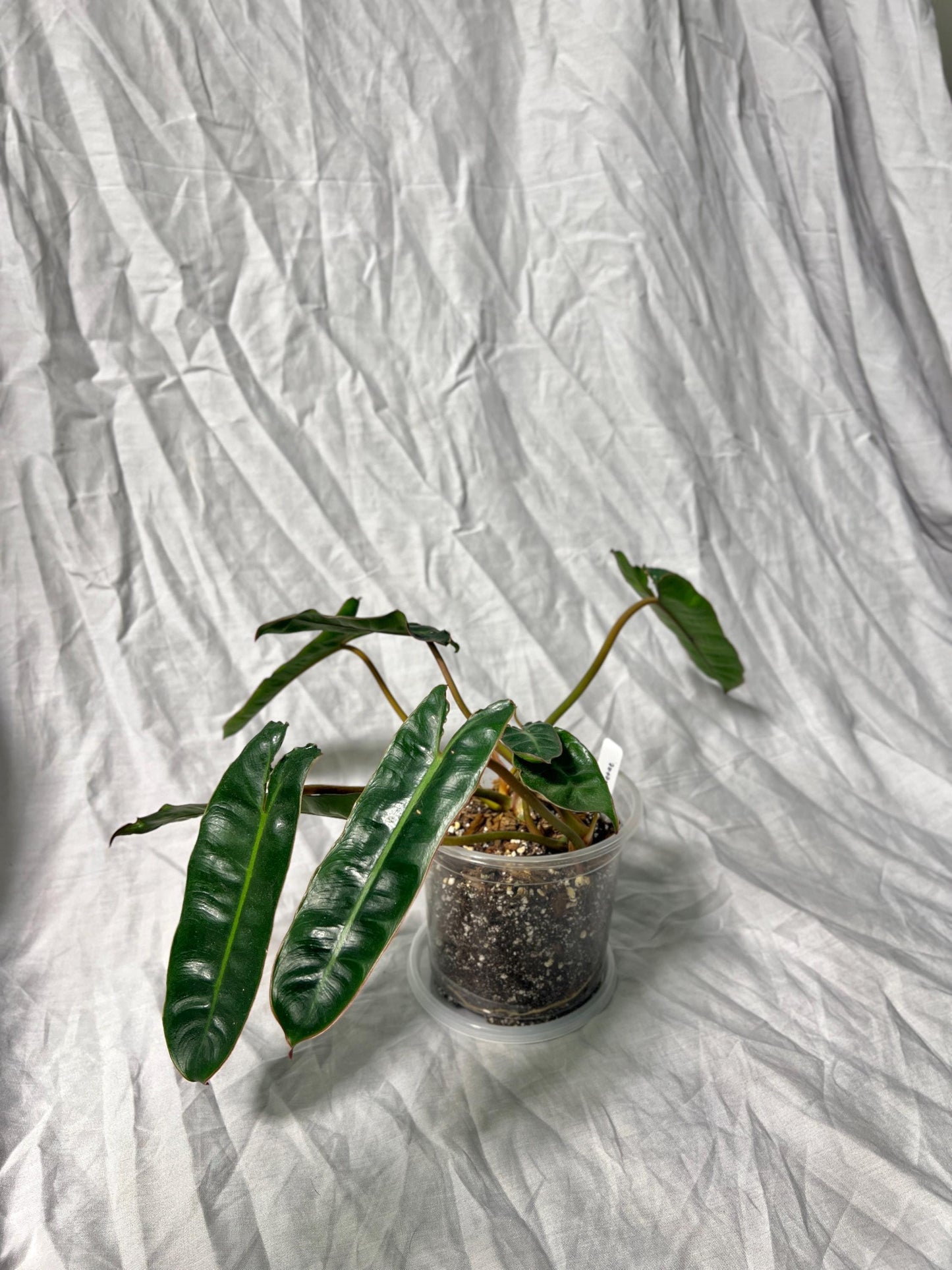 Philodendron Billietiae 4" Pot - EXACT Plant - Collectable Live House Plant
