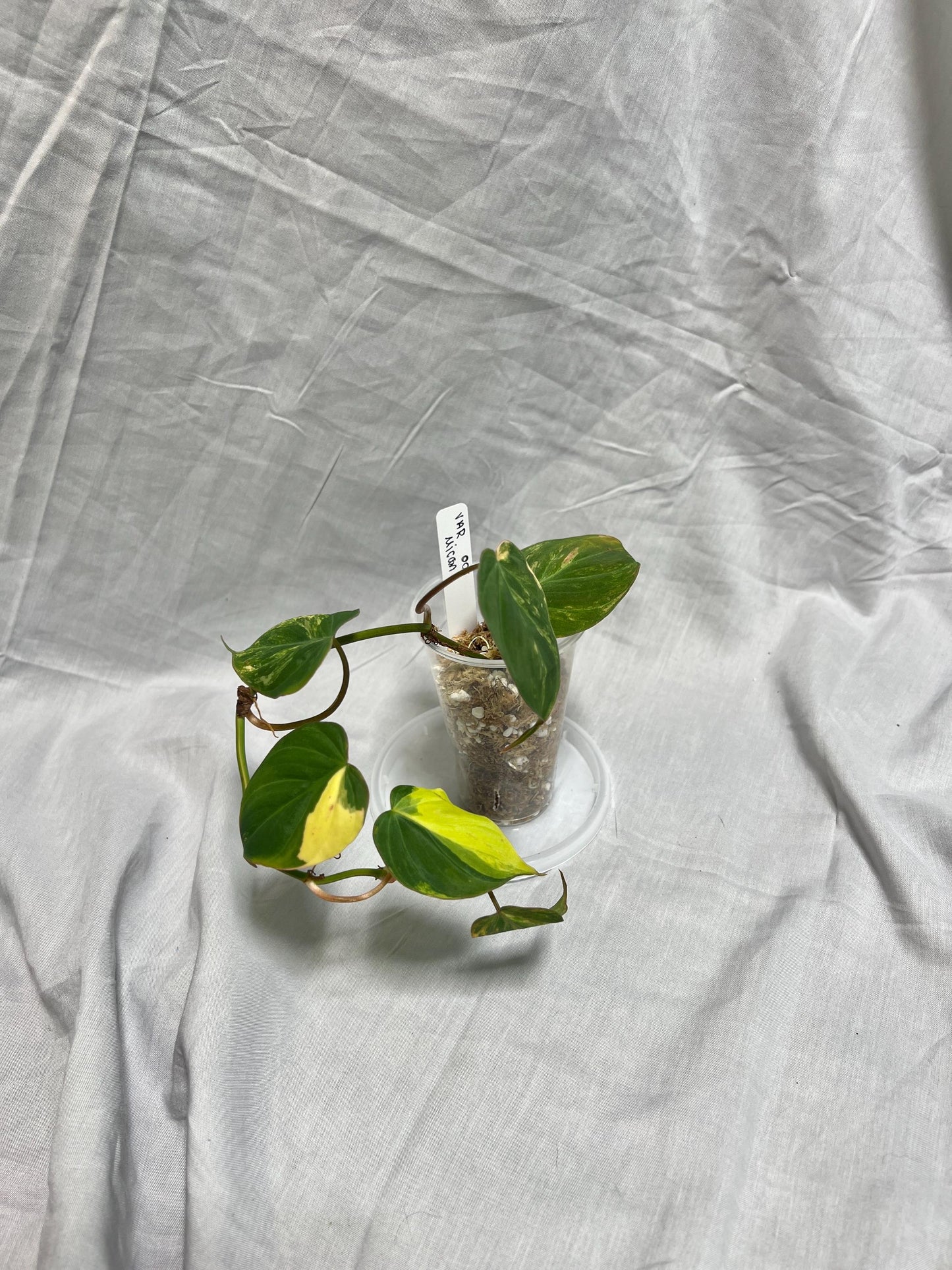 Philodendron Variegated Micans AUREA - EXACT Plant - RARE Live Houseplant