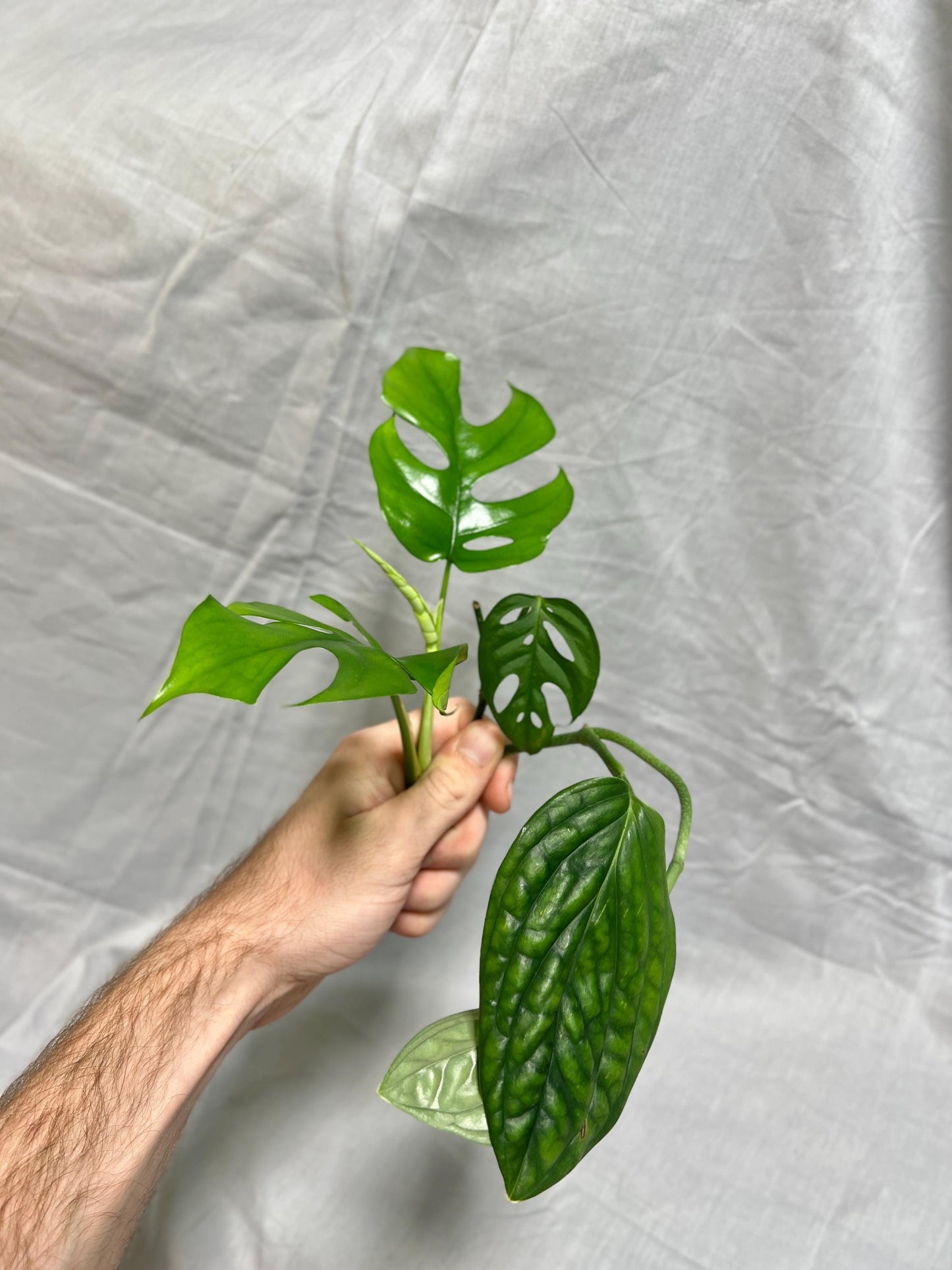 Monstera Cuttings Bundle - Adansonii, Peru, Mini Monstera - RARE Plants FRESH Cuttings Growers Choice