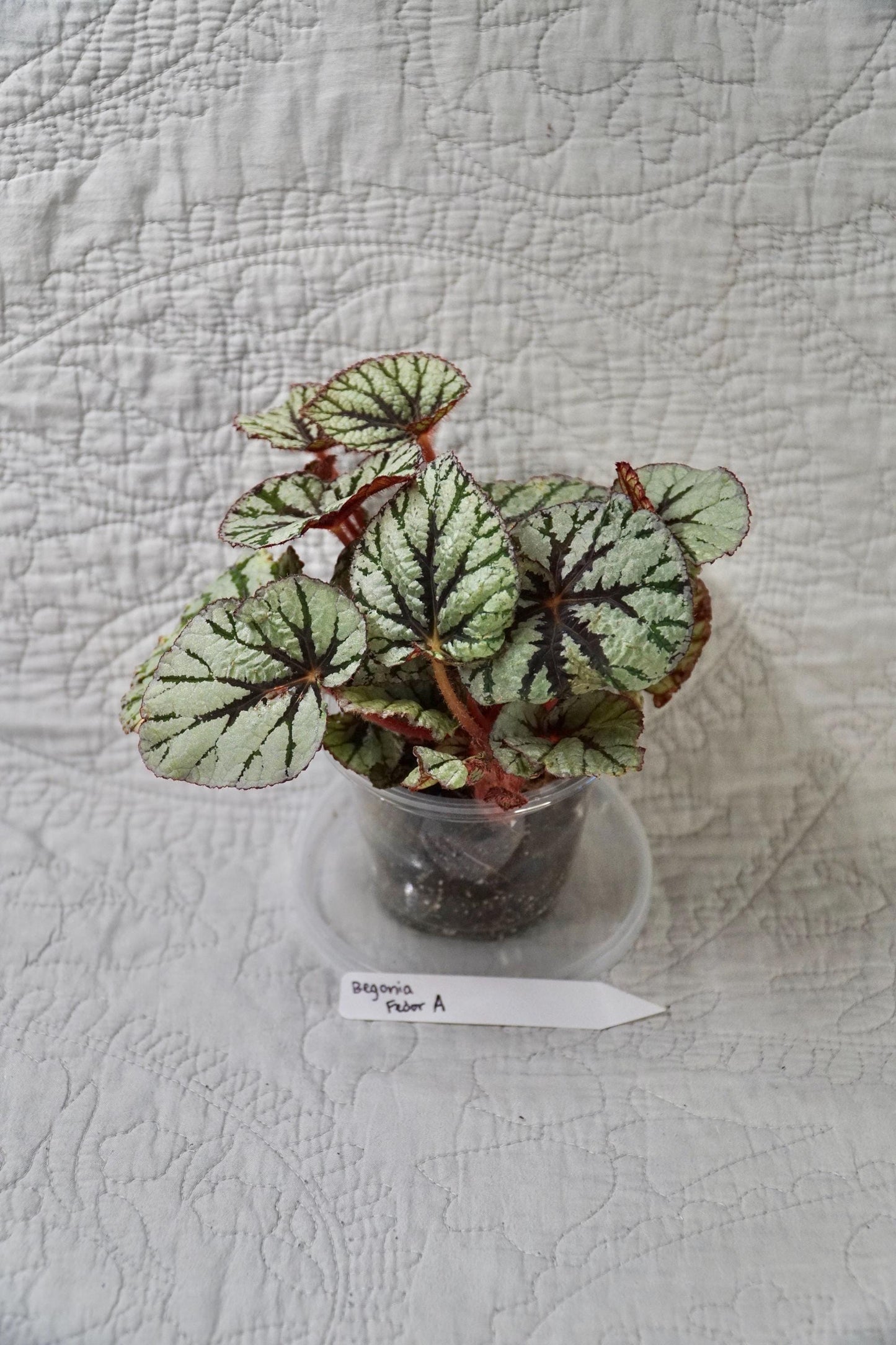 Begonia Fedor 3" Pot – EXACT PLANT – rare live houseplant indoor plant tropical begonia