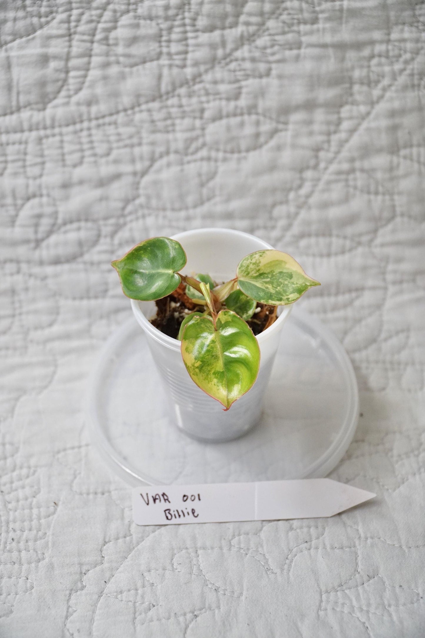 Philodendron Billietiae Variegated 2” Pot Starter – EXACT PLANT – rare variegated philodendron live aroid tropical houseplant