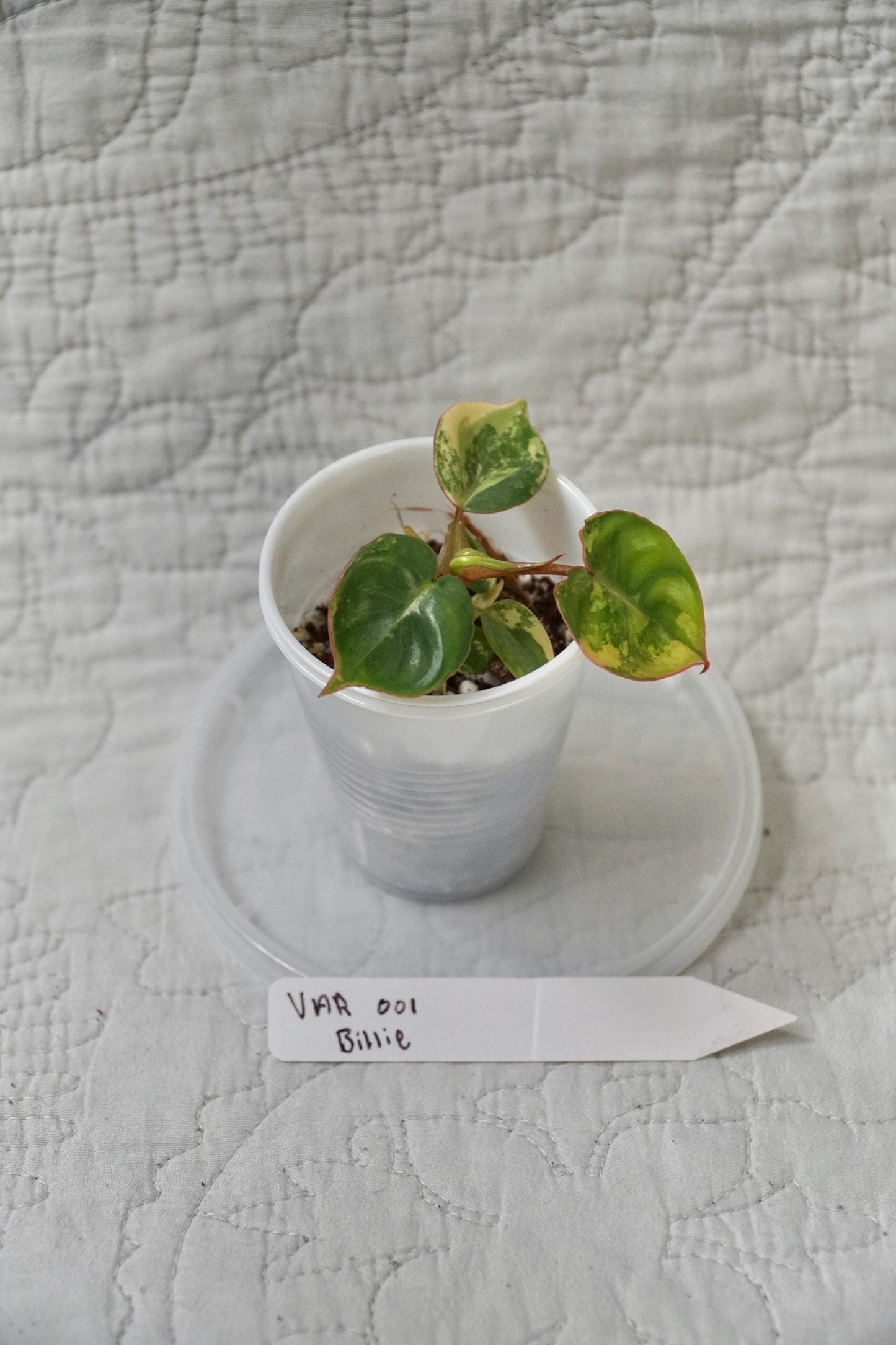 Philodendron Billietiae Variegated 2” Pot Starter – EXACT PLANT – rare variegated philodendron live aroid tropical houseplant
