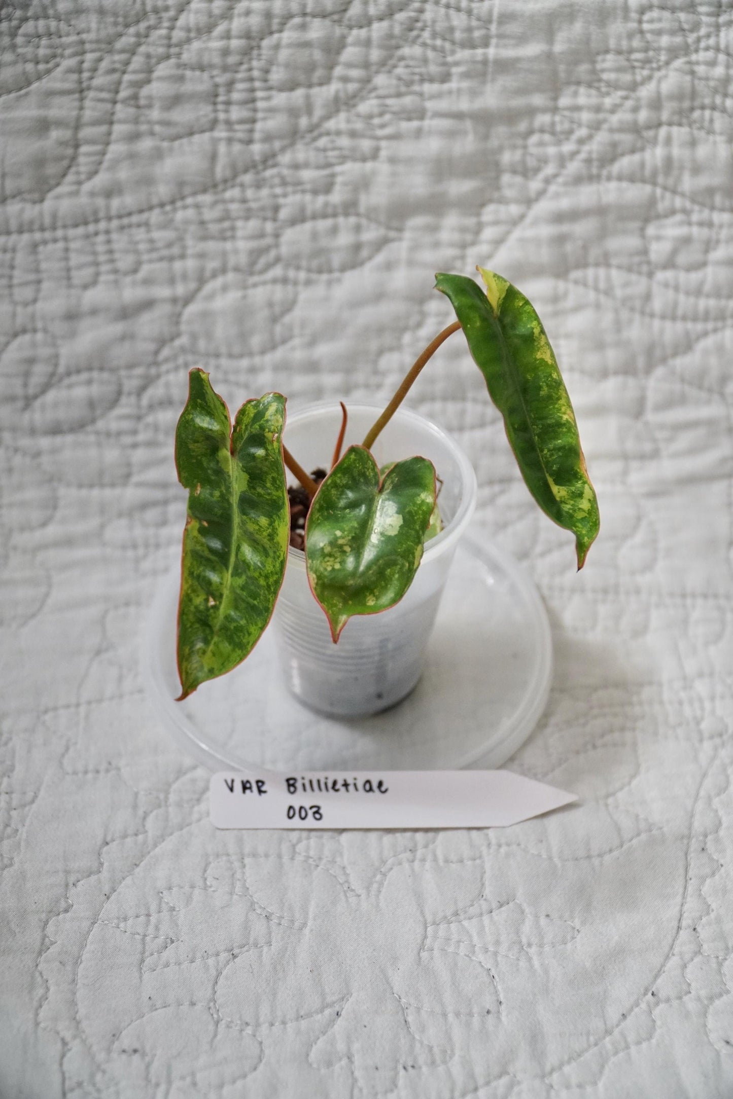 Philodendron Billietiae Variegated 2” Pot Starter – EXACT PLANT – rare variegated philodendron live aroid tropical houseplant