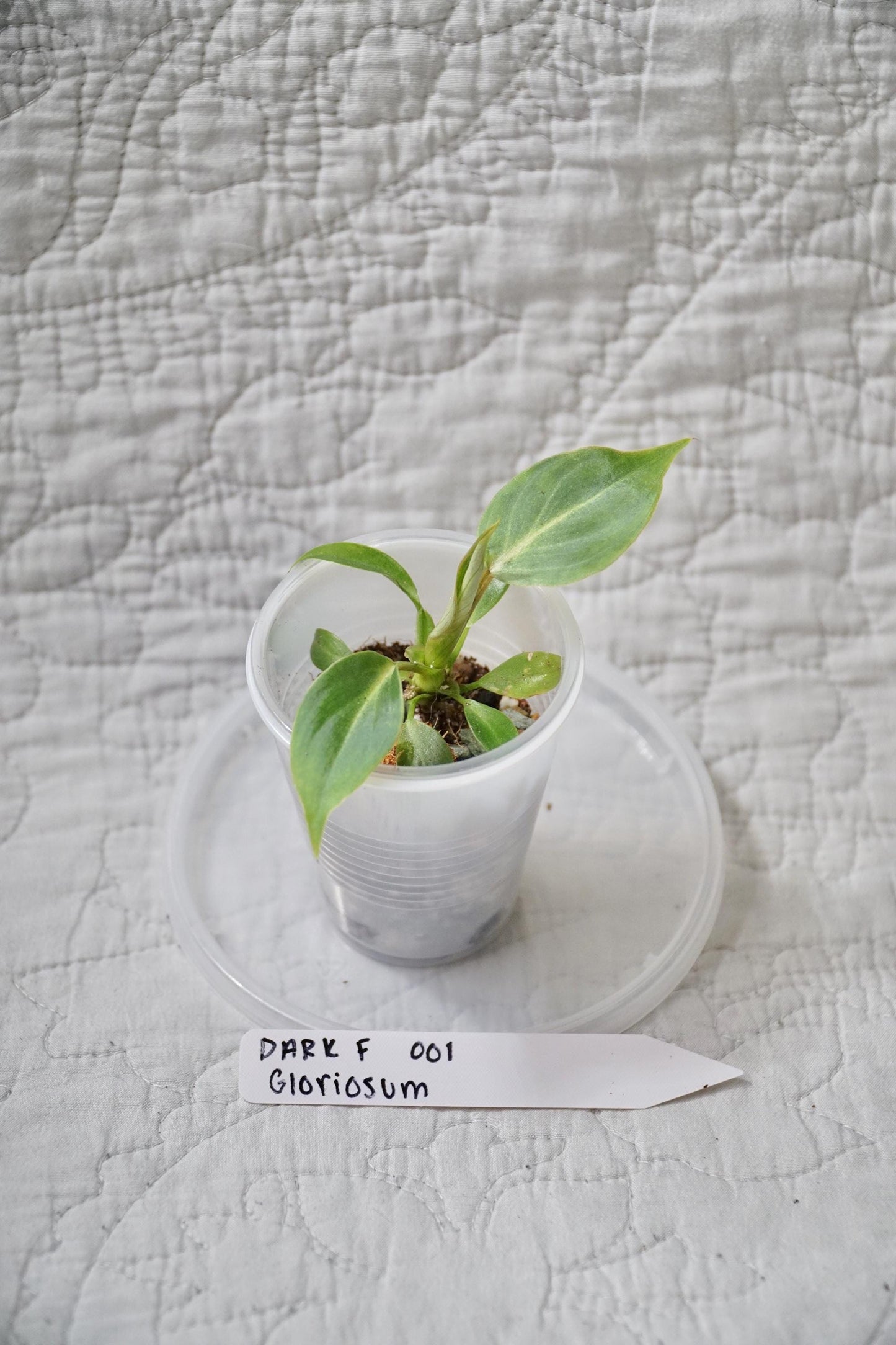 Philodendron Gloriosum Dark Form 2” Starter – EXACT PLANT – rare philodendron live aroid tropical houseplant