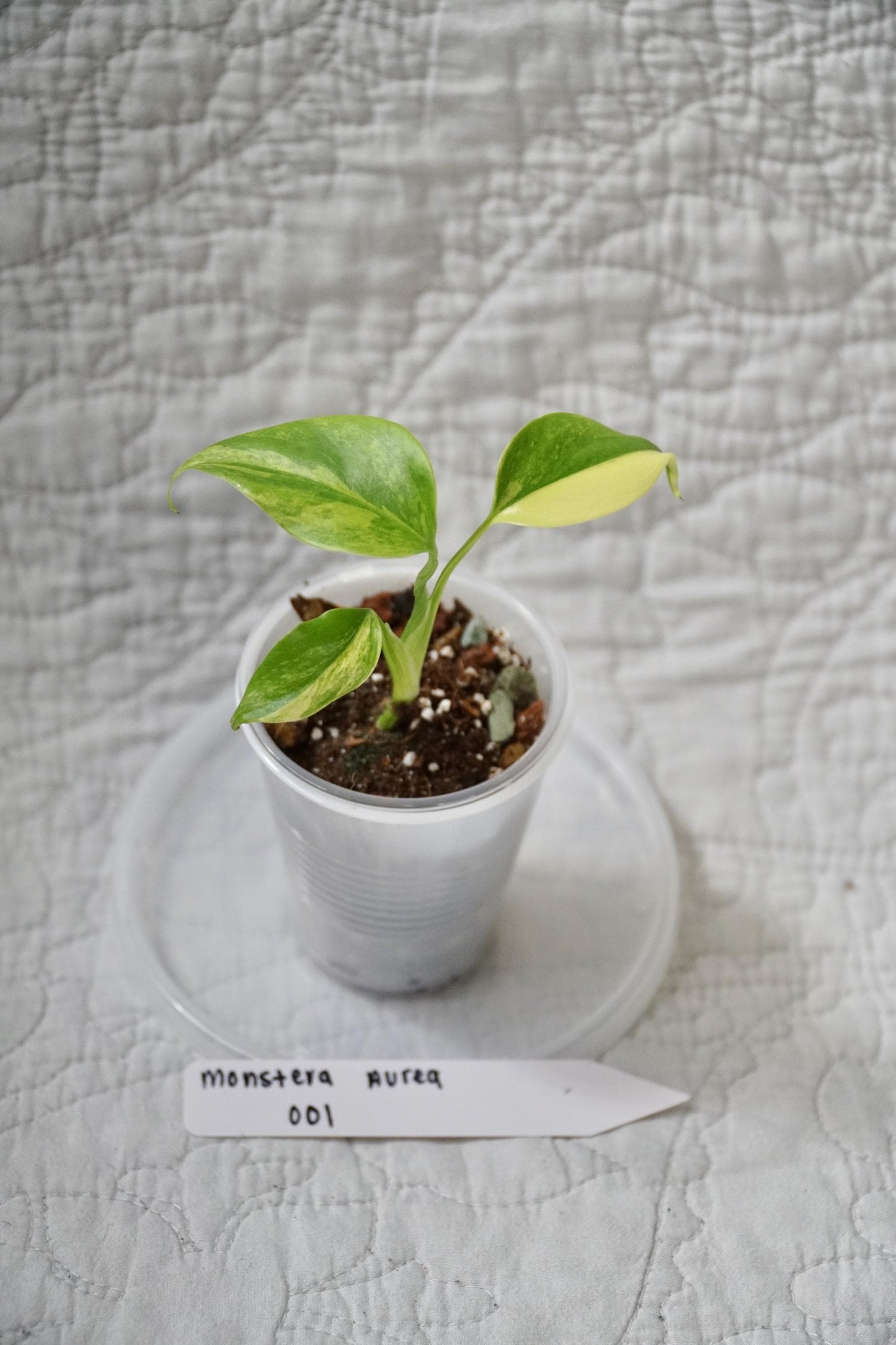 Monstera Deliciosa Aurea Variegated 3" pot – EXACT PLANT – RARE Live Houseplant Halfmoon
