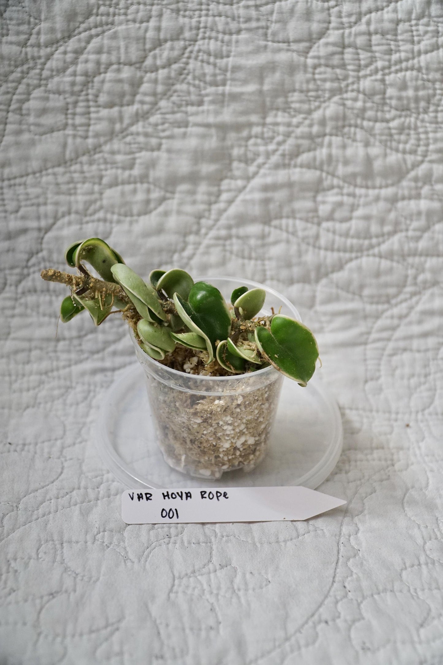 Hoya Rope Variegated 3” Pot – EXACT PLANT – rare variegated hoya tropical houseplant indoor plant