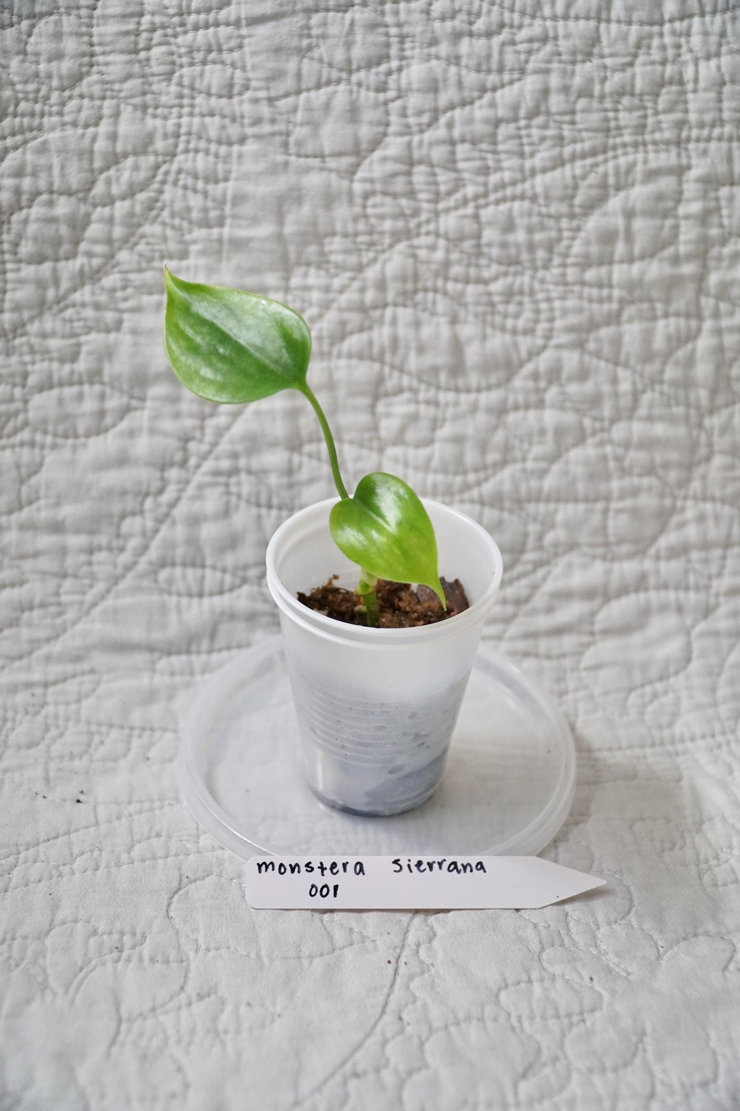 Monstera Sierrana 2” Pot Starter – EXACT PLANT – rare monstera live aroid tropical houseplant