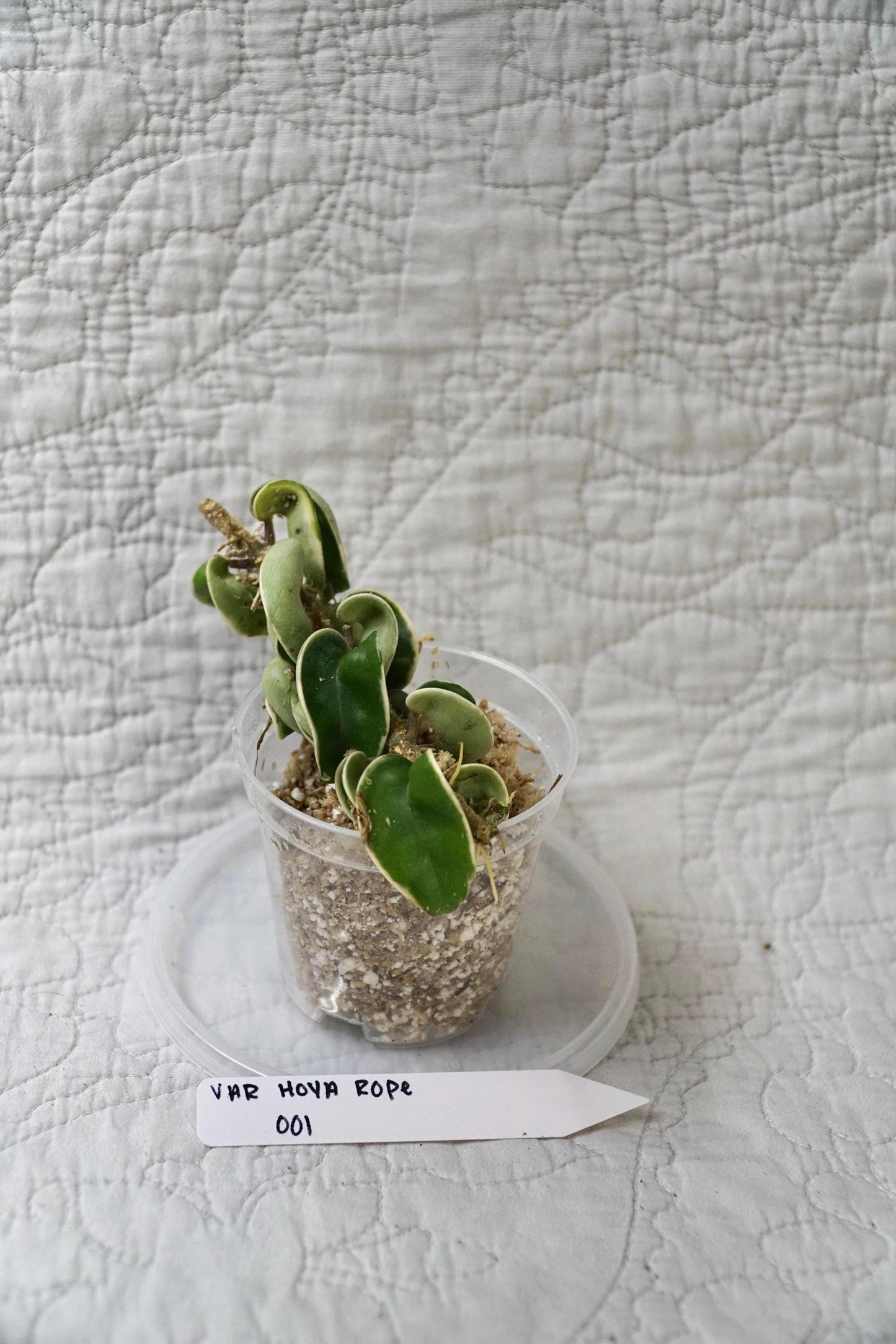 Hoya Rope Variegated 3” Pot – EXACT PLANT – rare variegated hoya tropical houseplant indoor plant