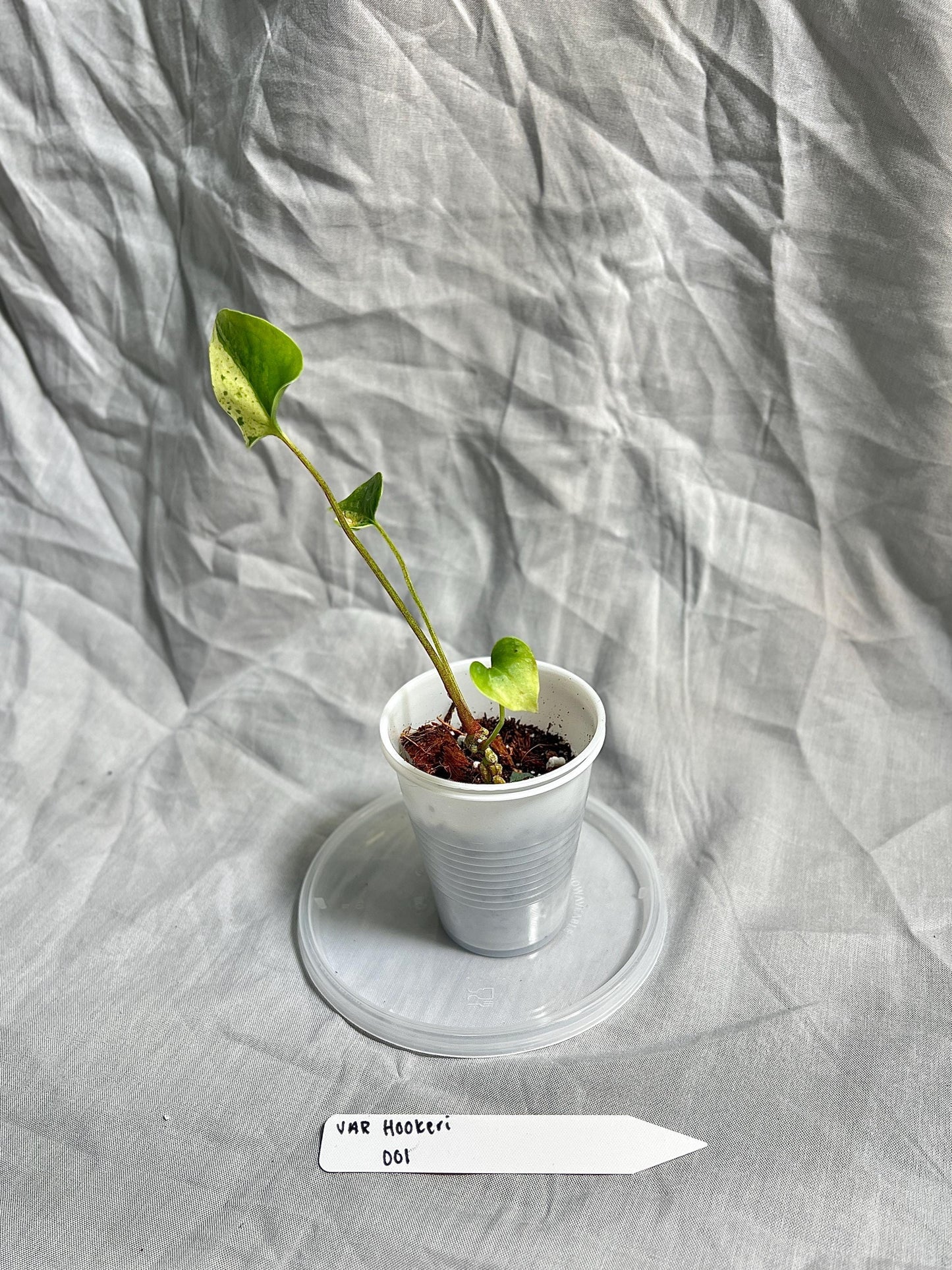 Anthurium Hookeri Variegated 2” Pot Starter – EXACT PLANT – rare variegated anthurium live aroid tropical houseplant