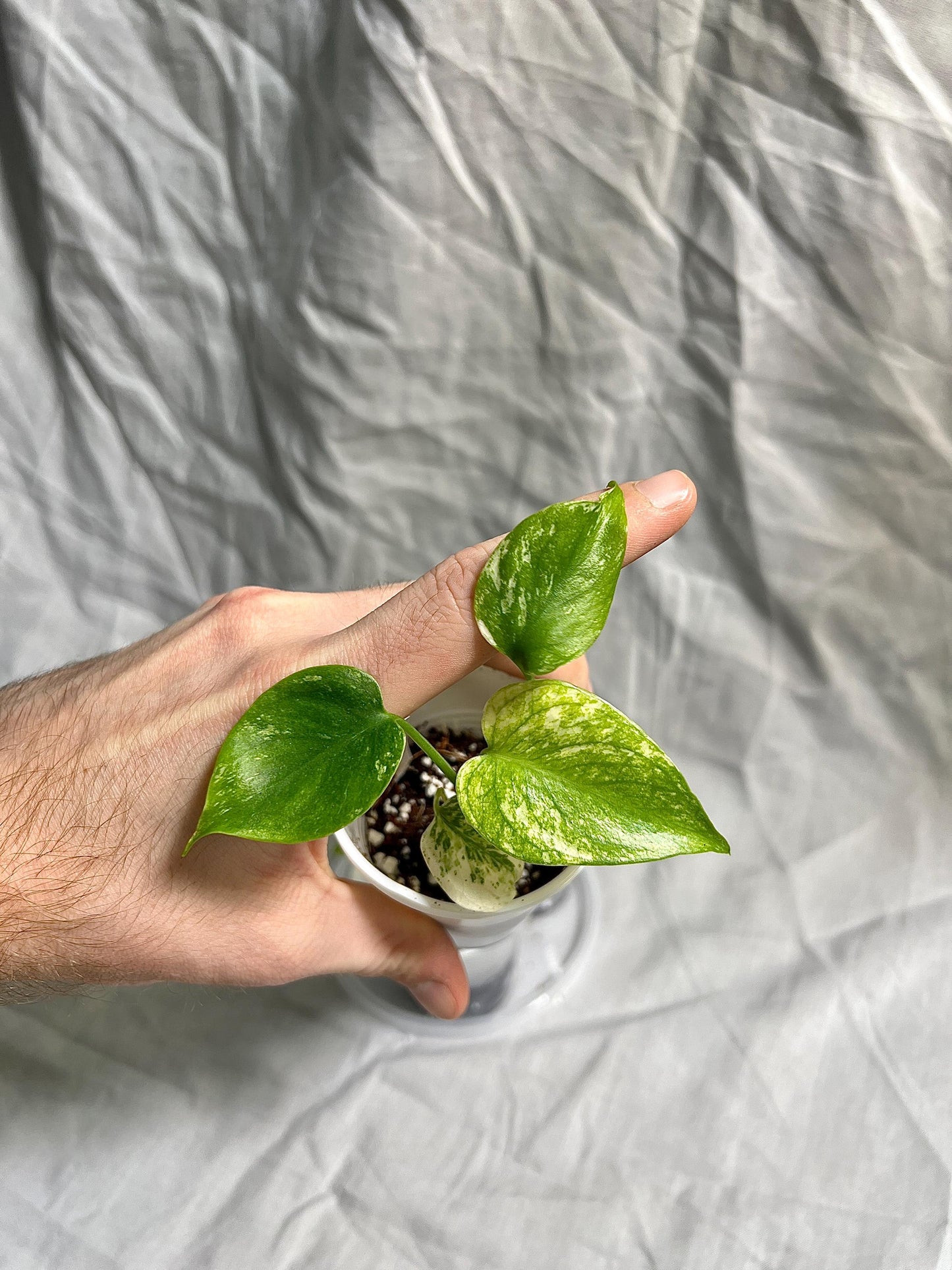 Monstera Deliciosa 'White Monster' Large Form Starter Plants - Rare Kuzno Plant - GROWERS CHOICE