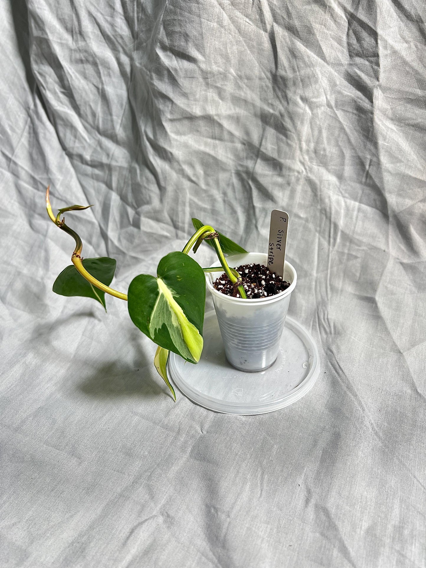 Philodendron Silver Stripe 2" pot – Rooted Cutting EXACT PLANT – RARE Variegated Houseplant