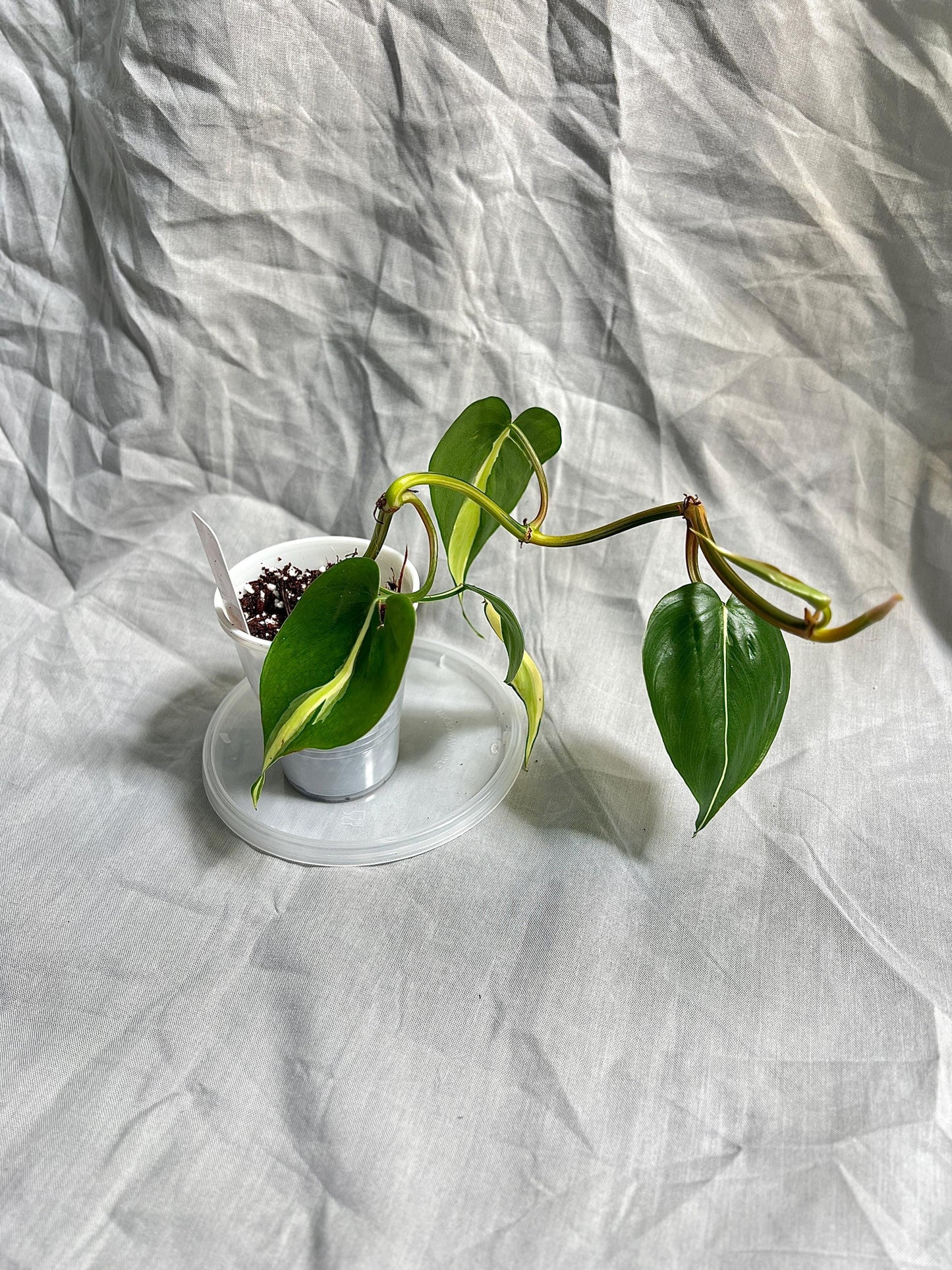 Philodendron Silver Stripe 2" pot – Rooted Cutting EXACT PLANT – RARE Variegated Houseplant