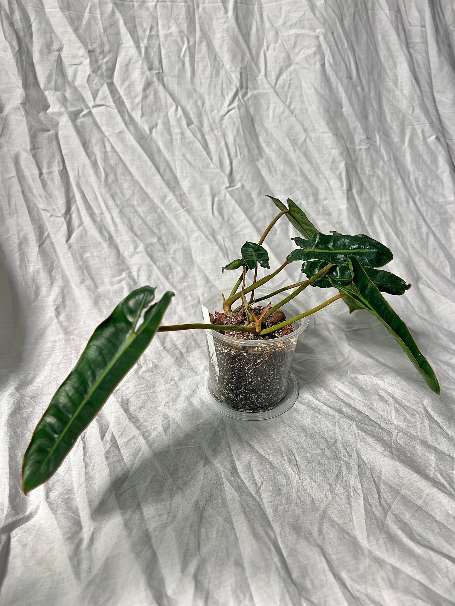 Philodendron Billietiae 4" Pot - EXACT Plant - Collectable Live House Plant