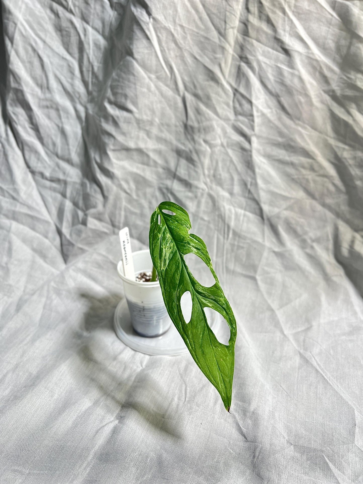 Monstera Adansonii Variegated 'Mint' 2" pot - ROOTED Cutting EXACT Plant - Rare Live House Plant