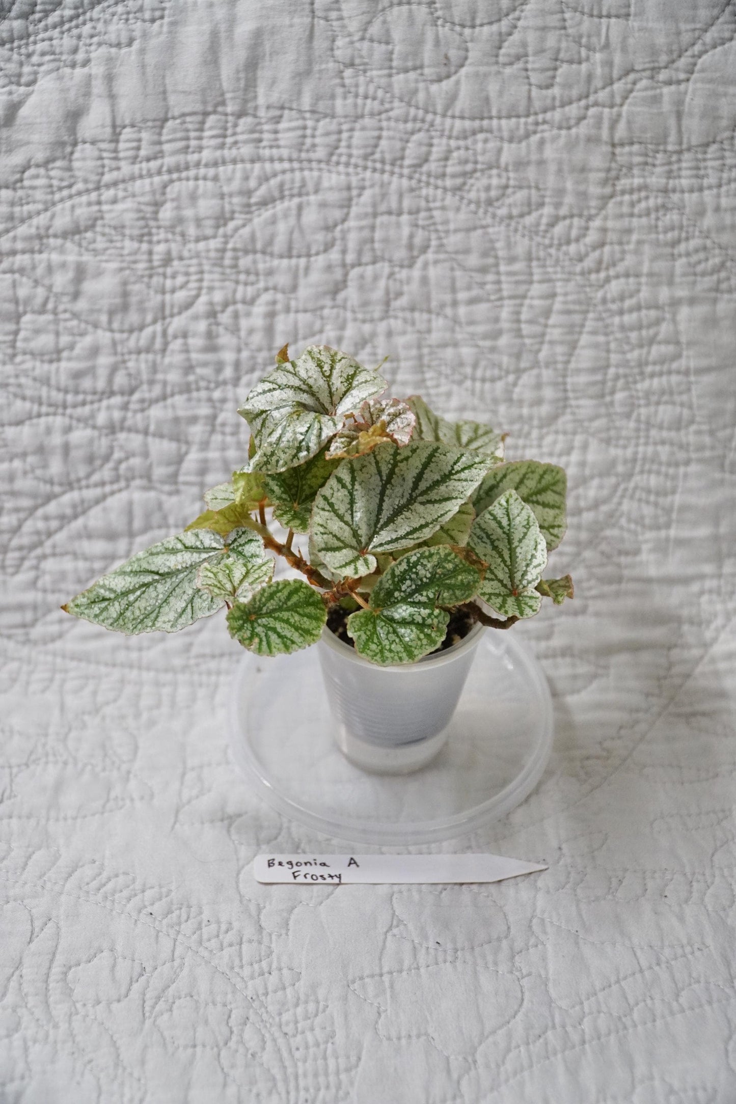 Begonia Frosty 2” Pot – EXACT PLANT – Rare Live Houseplant