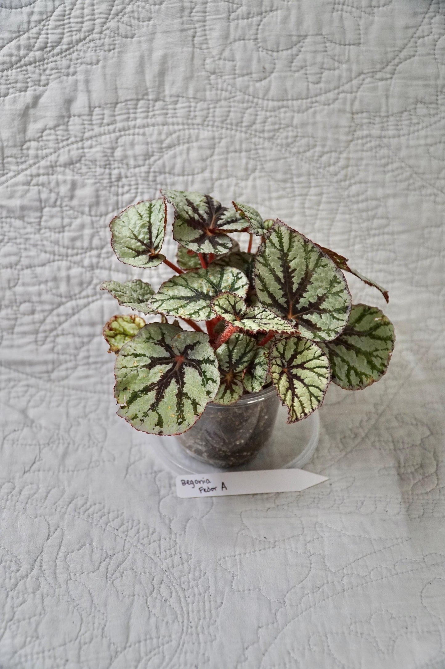 Begonia Fedor 3" Pot – EXACT PLANT – rare live houseplant indoor plant tropical begonia
