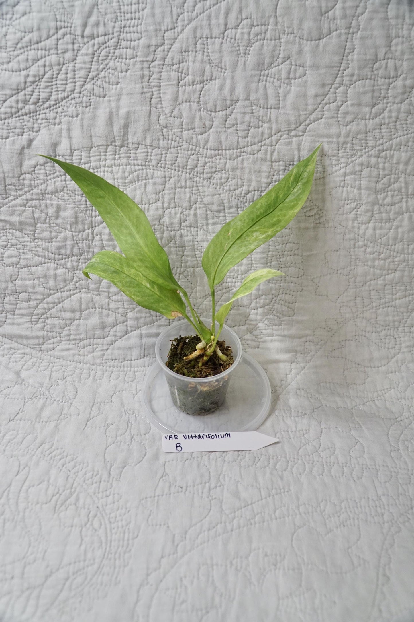 Vittarifolium Anthurium Variegated 3" - EXACT PLANT - RARE Live Houseplant anthurium tropical plant