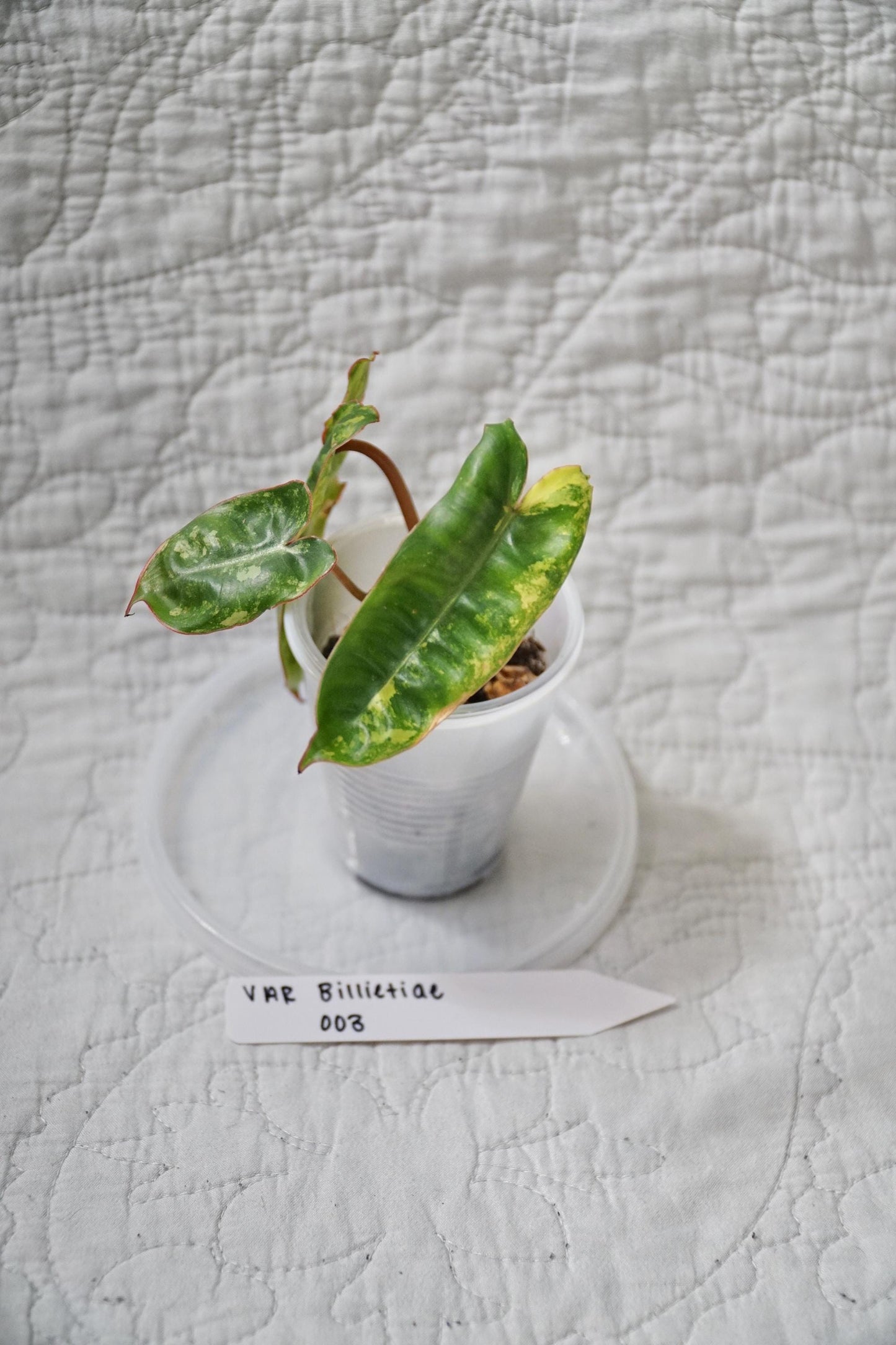 Philodendron Billietiae Variegated 2” Pot Starter – EXACT PLANT – rare variegated philodendron live aroid tropical houseplant