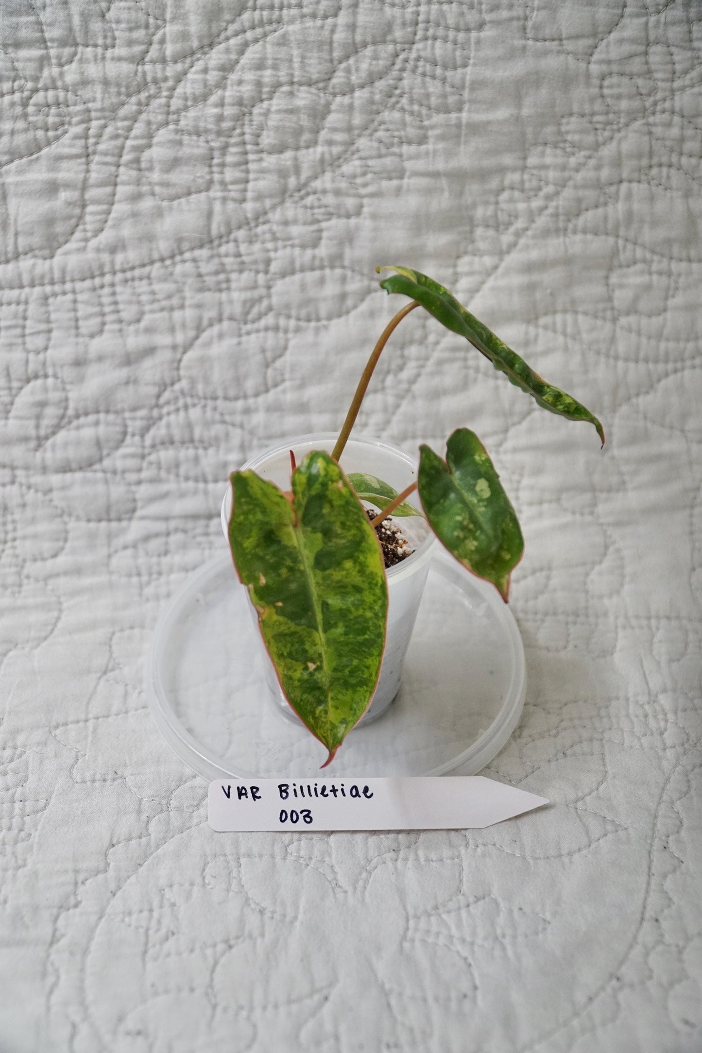 Philodendron Billietiae Variegated 2” Pot Starter – EXACT PLANT – rare variegated philodendron live aroid tropical houseplant