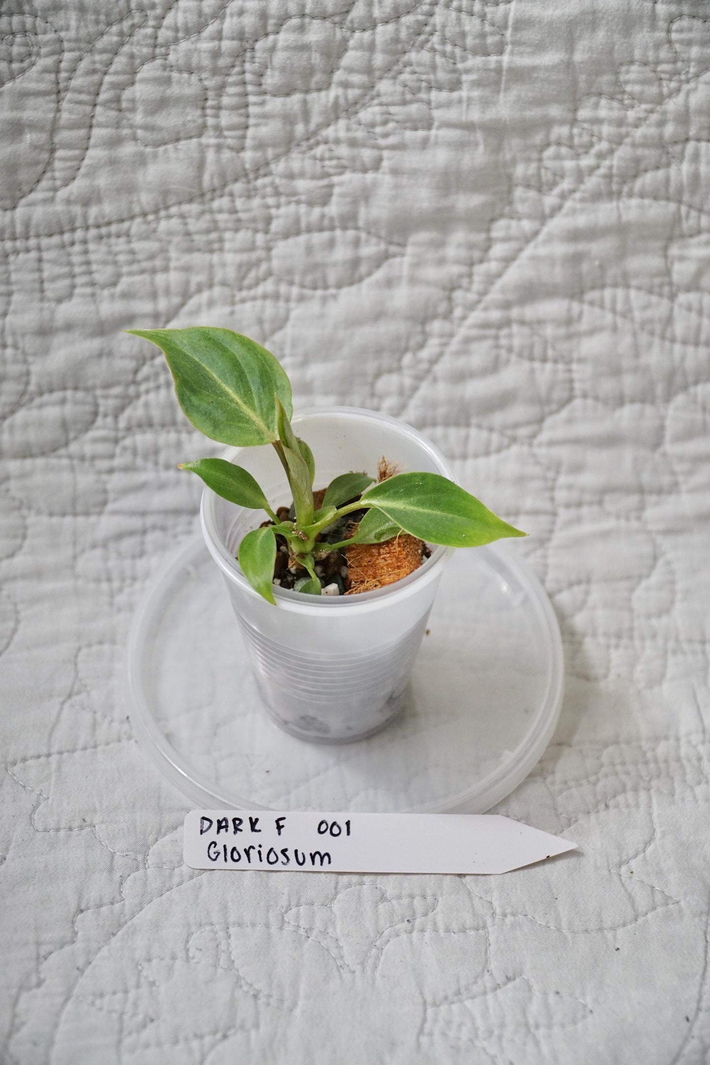 Philodendron Gloriosum Dark Form 2” Starter – EXACT PLANT – rare philodendron live aroid tropical houseplant