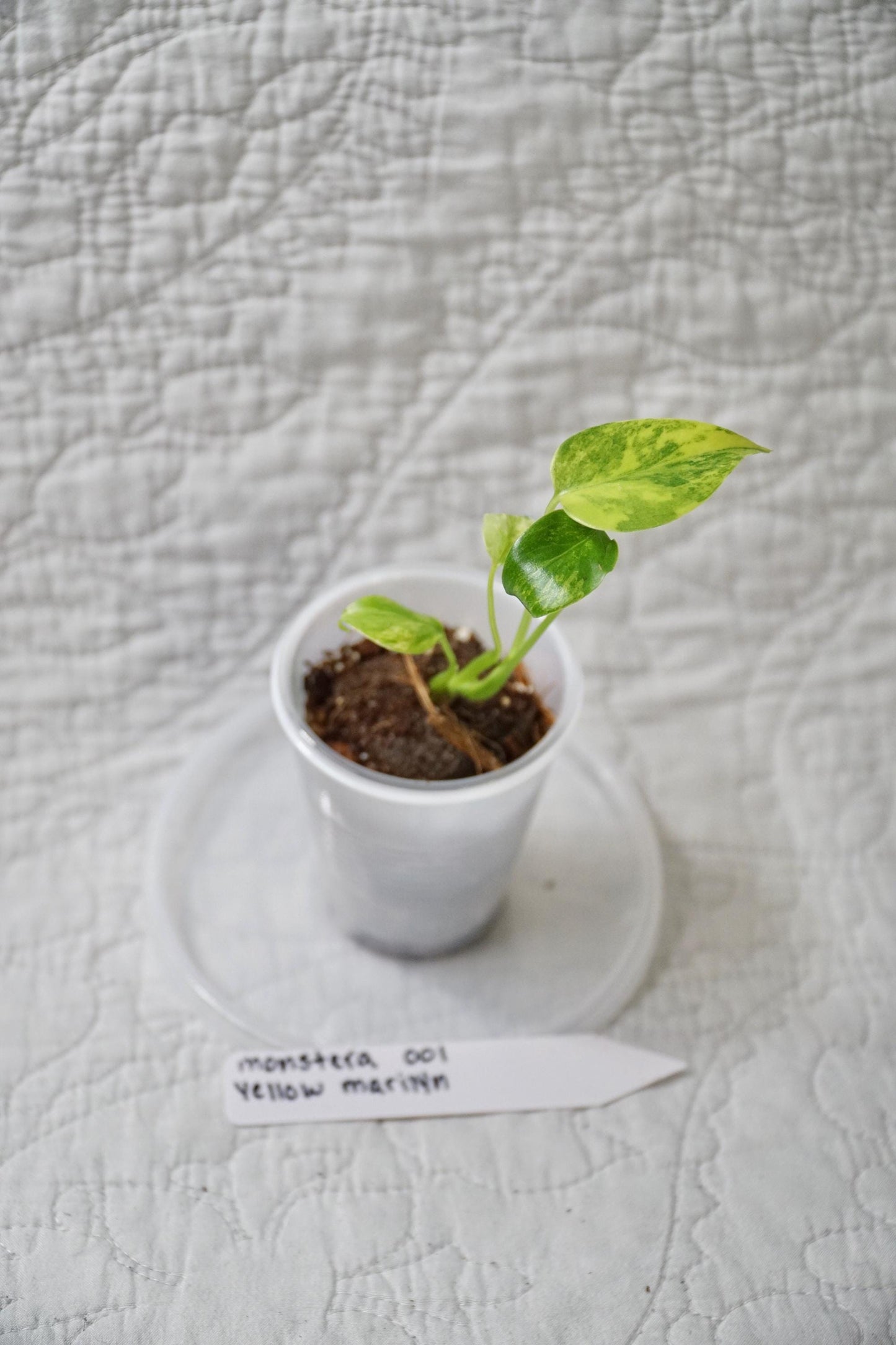 Monstera Deliciosa Yellow Marilyn 'Kunzo' Large Form 2" pot - EXACT Plant - RARE LIVE Houseplant