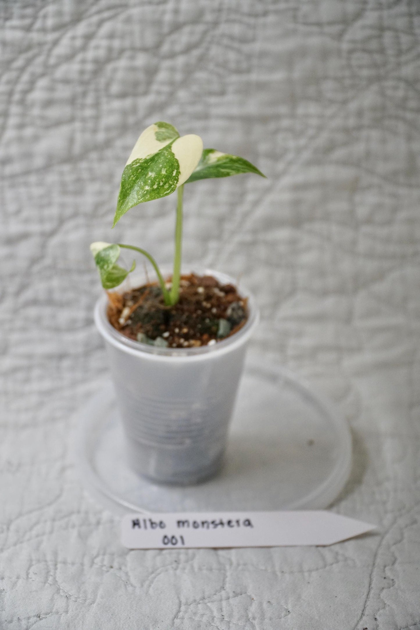 Monstera Albo Variegated 2” Pot Starter – EXACT PLANT – rare variegated monstera live aroid tropical houseplant