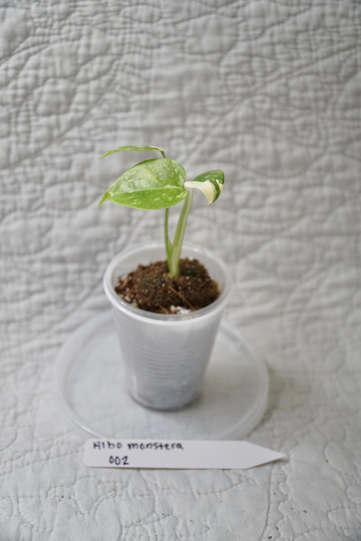 Monstera Albo Variegated 2” Pot Starter – EXACT PLANT – rare variegated monstera live aroid tropical houseplant