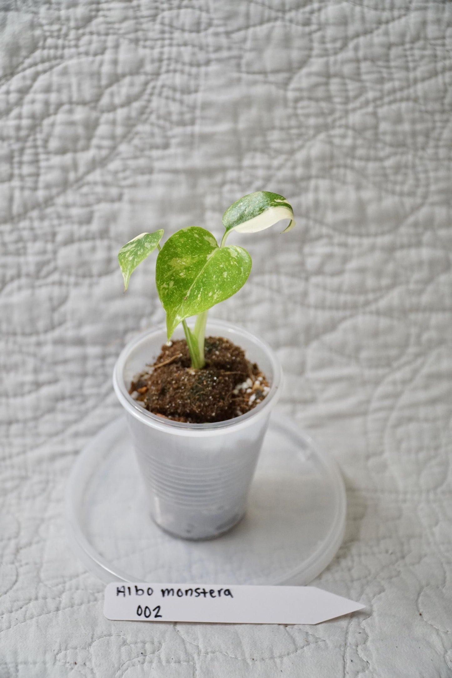 Monstera Albo Variegated 2” Pot Starter – EXACT PLANT – rare variegated monstera live aroid tropical houseplant