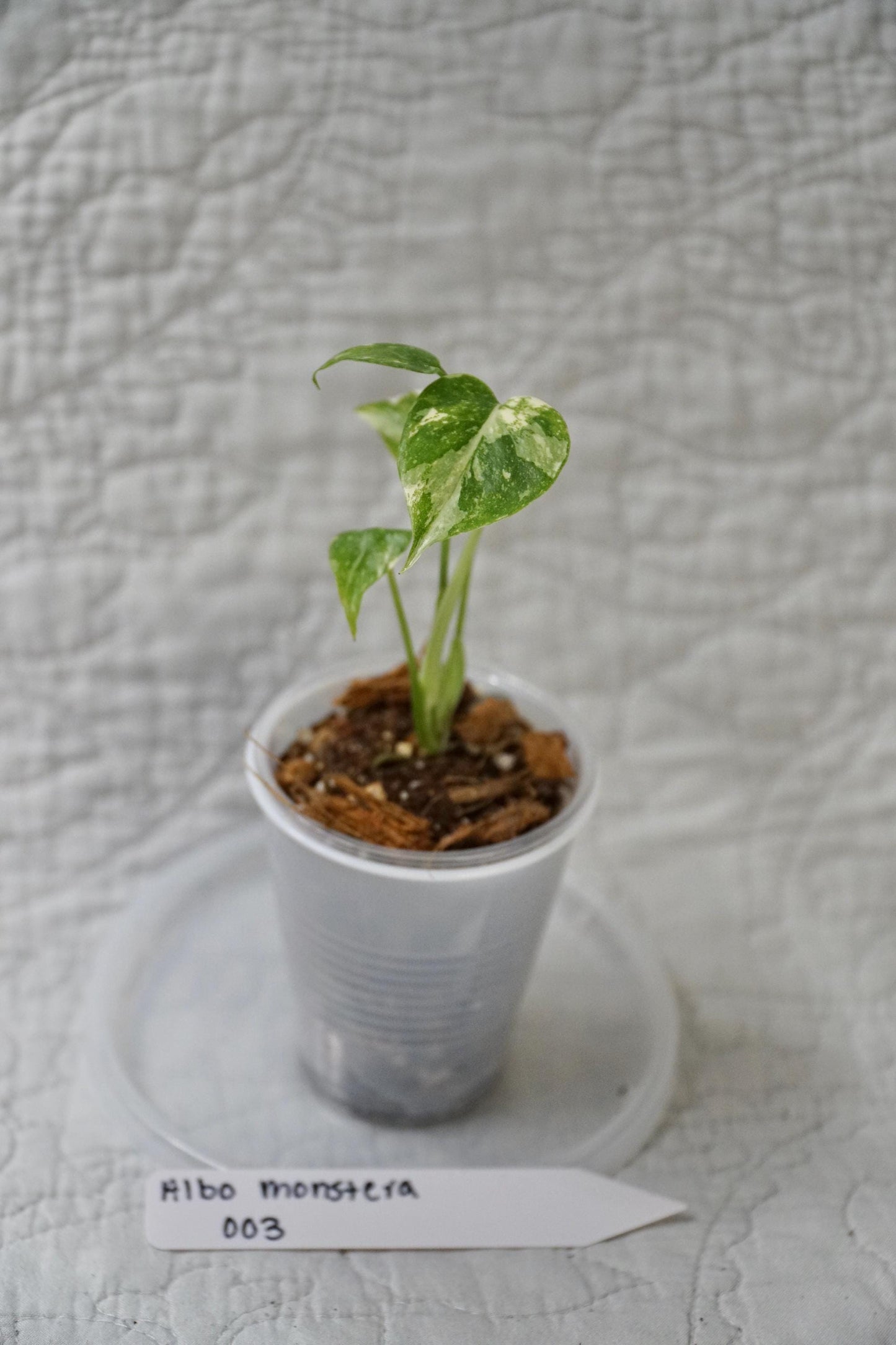 Monstera Albo Variegated 2” Pot Starter – EXACT PLANT – rare variegated monstera live aroid tropical houseplant