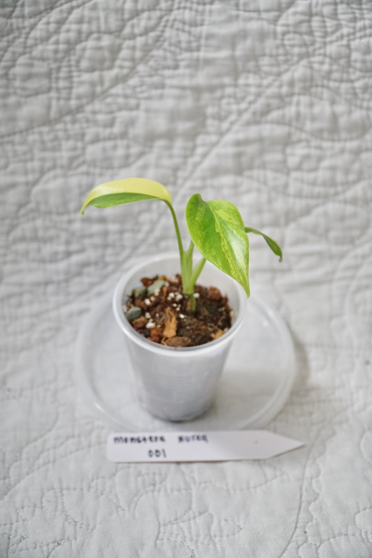 Monstera Deliciosa Aurea Variegated 3" pot – EXACT PLANT – RARE Live Houseplant Halfmoon