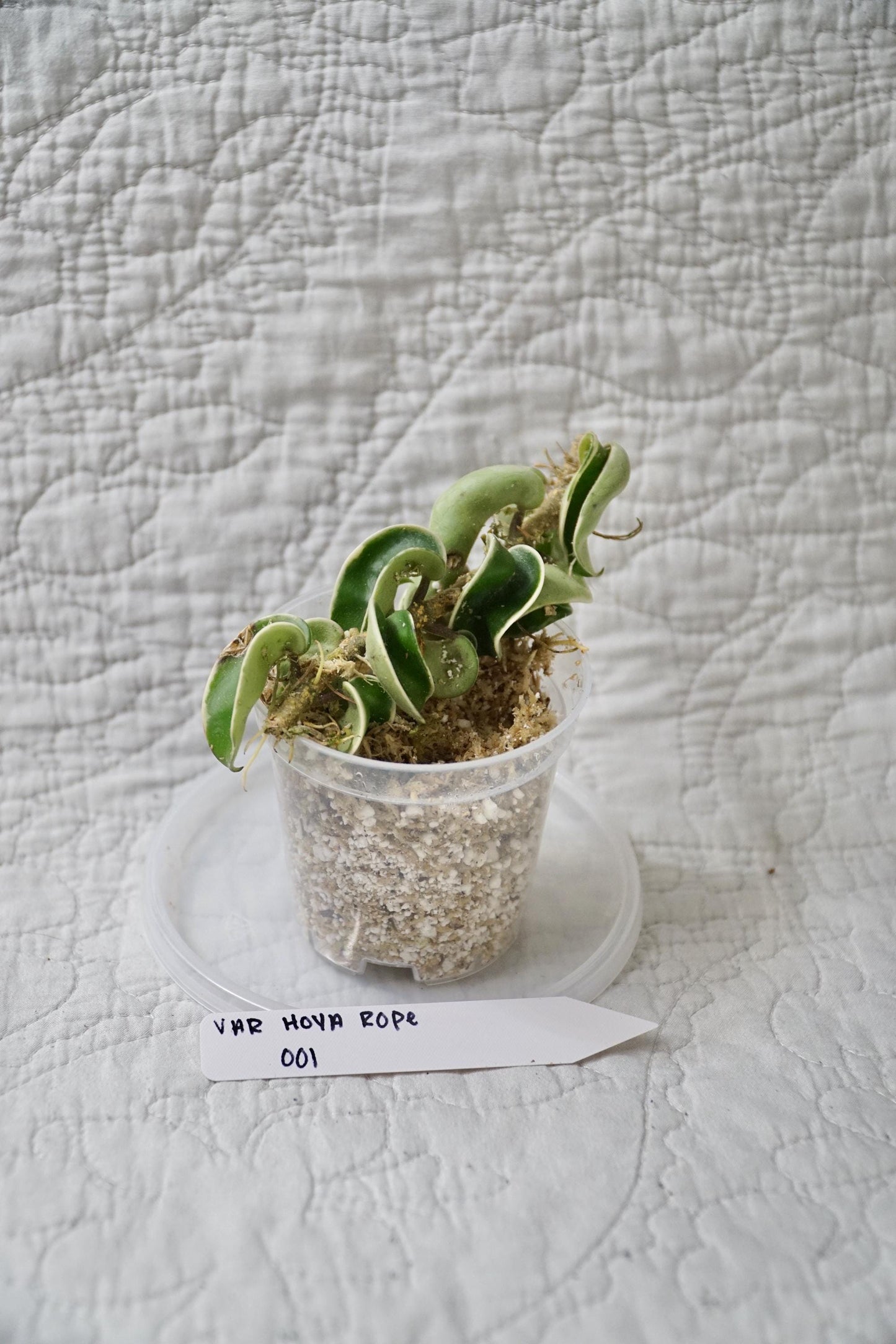 Hoya Rope Variegated 3” Pot – EXACT PLANT – rare variegated hoya tropical houseplant indoor plant