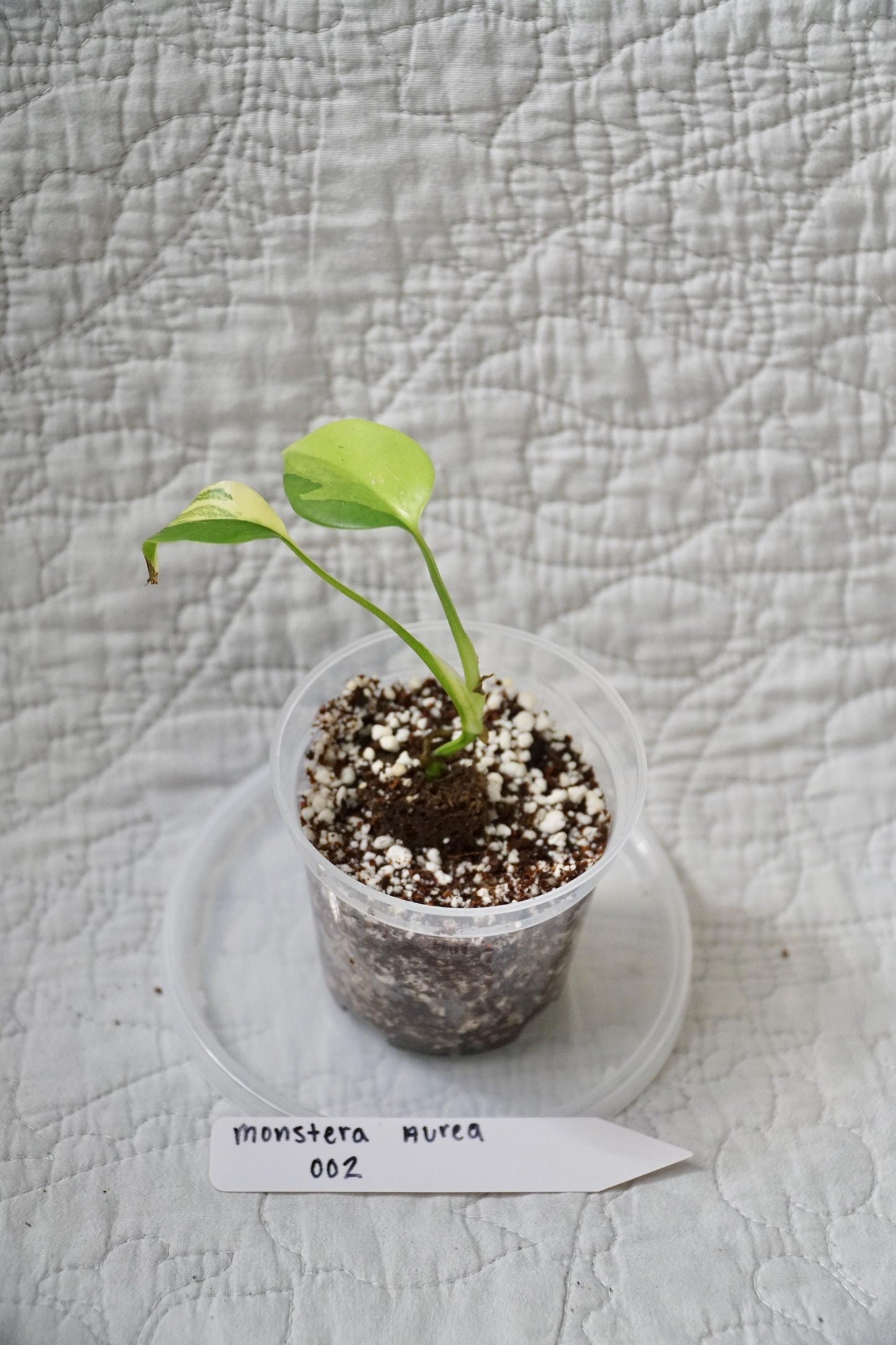 Monstera Deliciosa Aurea Variegated 2" pot – EXACT PLANT – RARE Live Houseplant Halfmoon