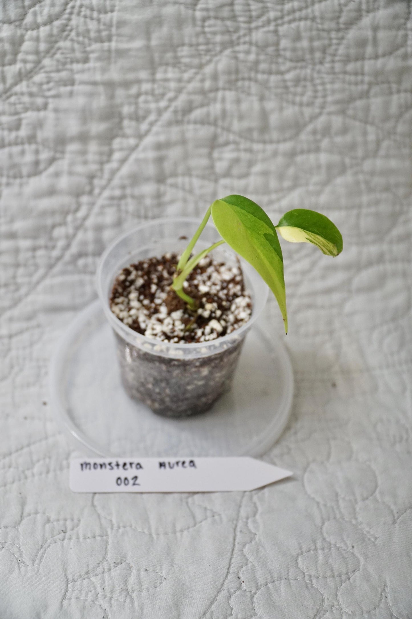 Monstera Deliciosa Aurea Variegated 2" pot – EXACT PLANT – RARE Live Houseplant Halfmoon