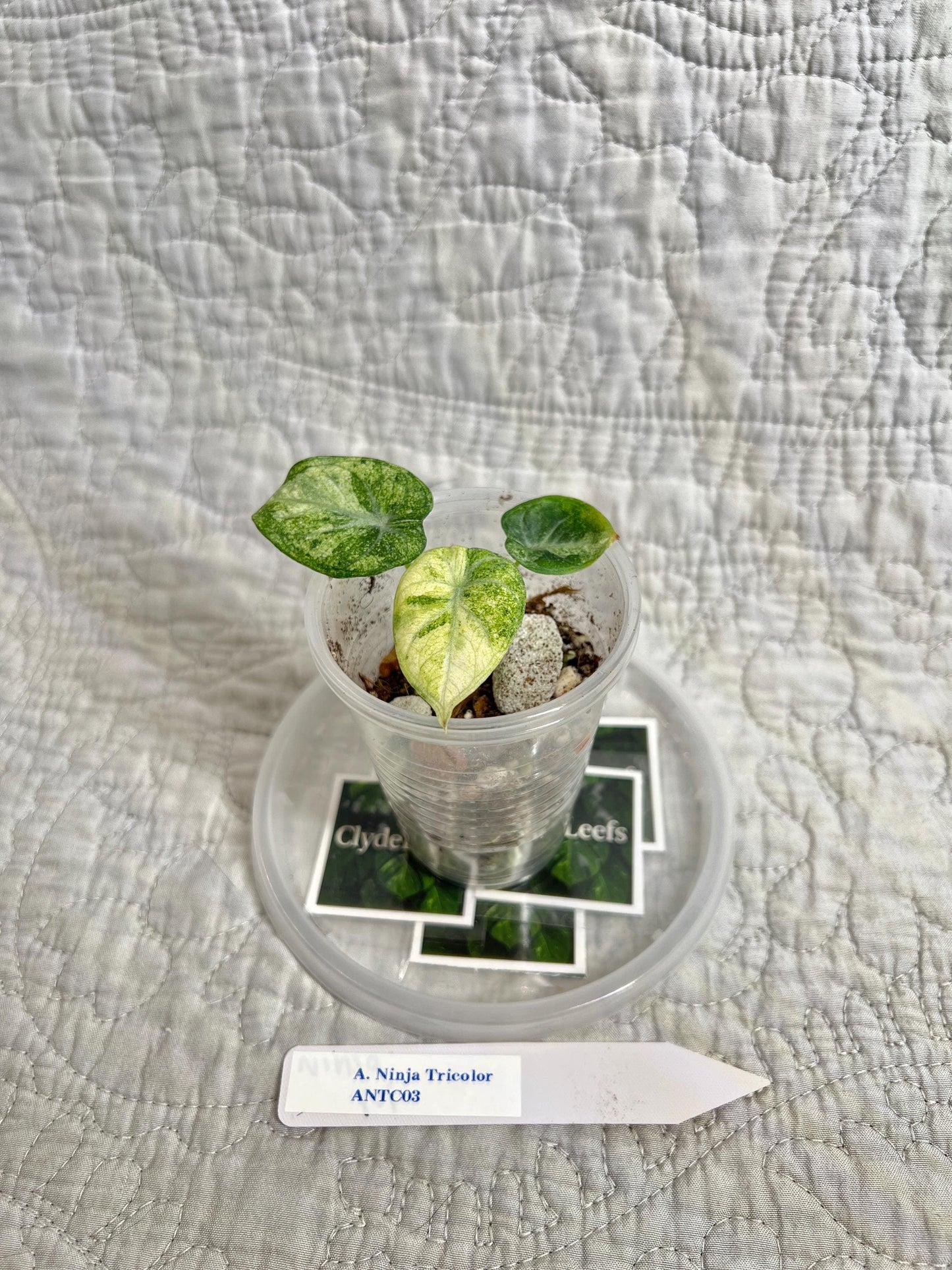 Alocasia Ninja Tricolor ANTC03