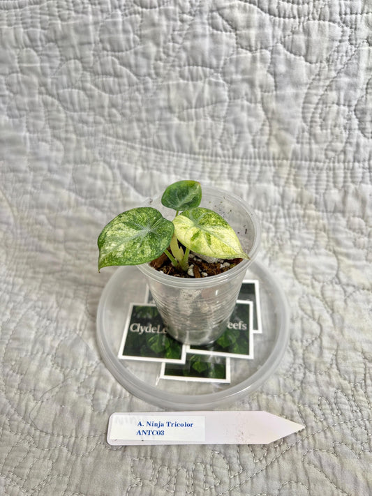 Alocasia Ninja Tricolor ANTC03