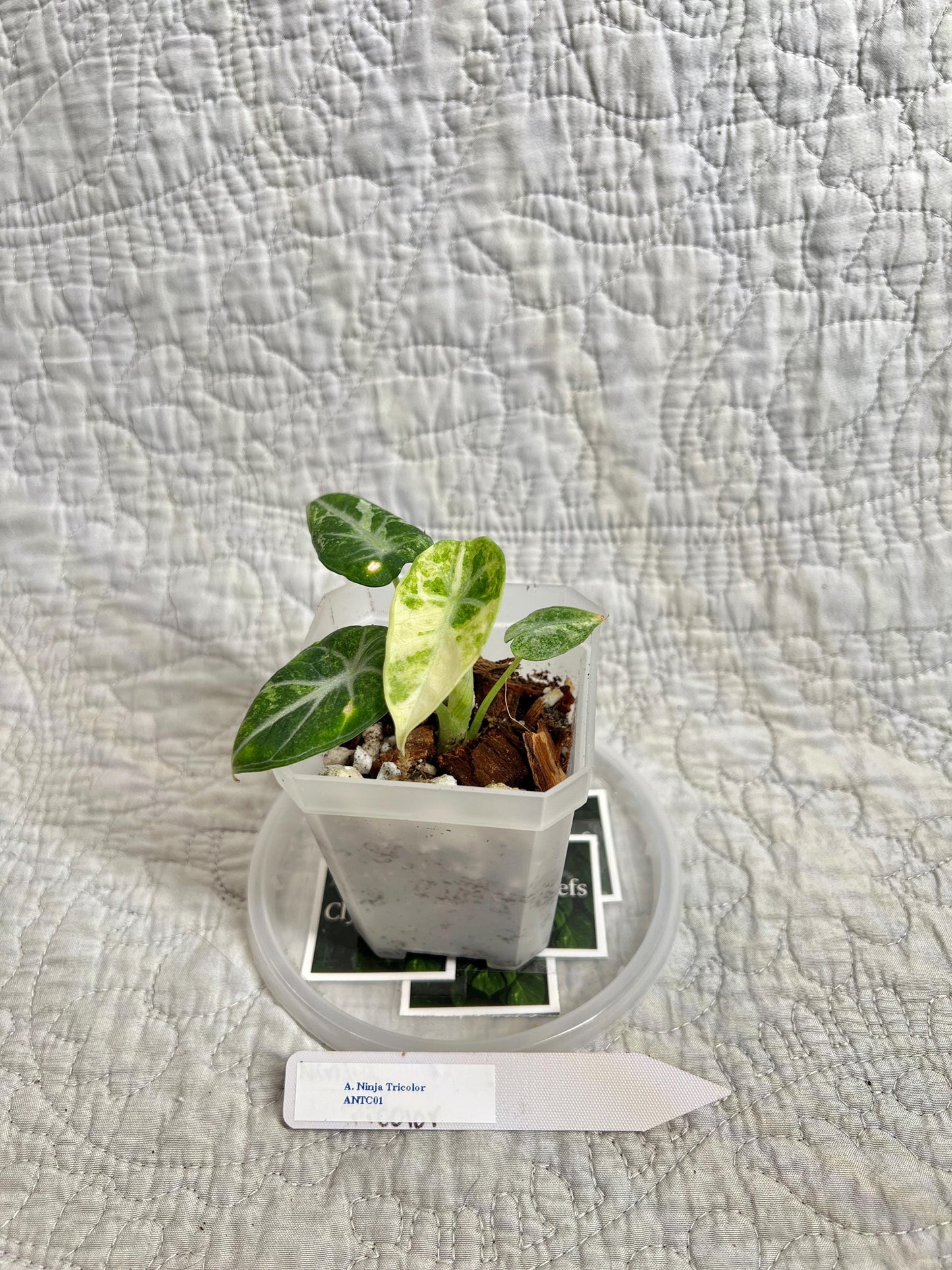 Alocasia Ninja Tricolor ANTC01