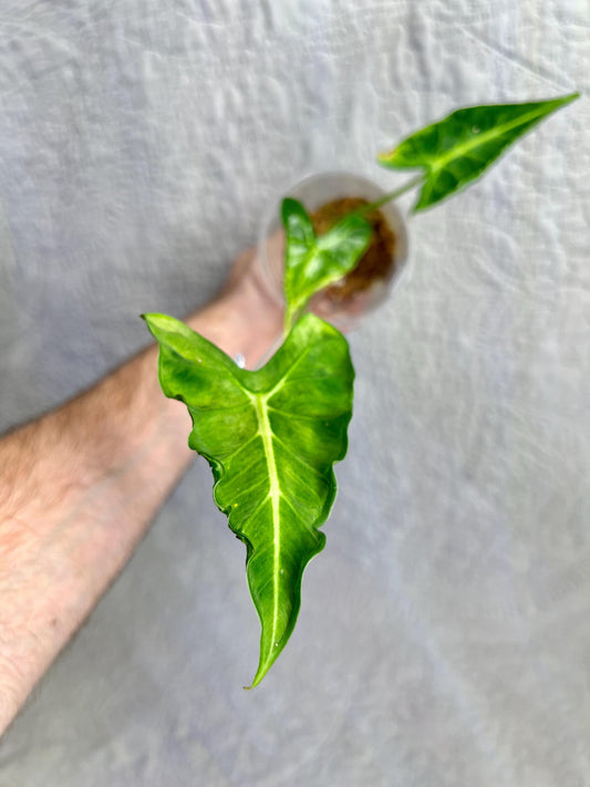 Alocasia Frydek Tattoo 'Emerald Tide' AFT01