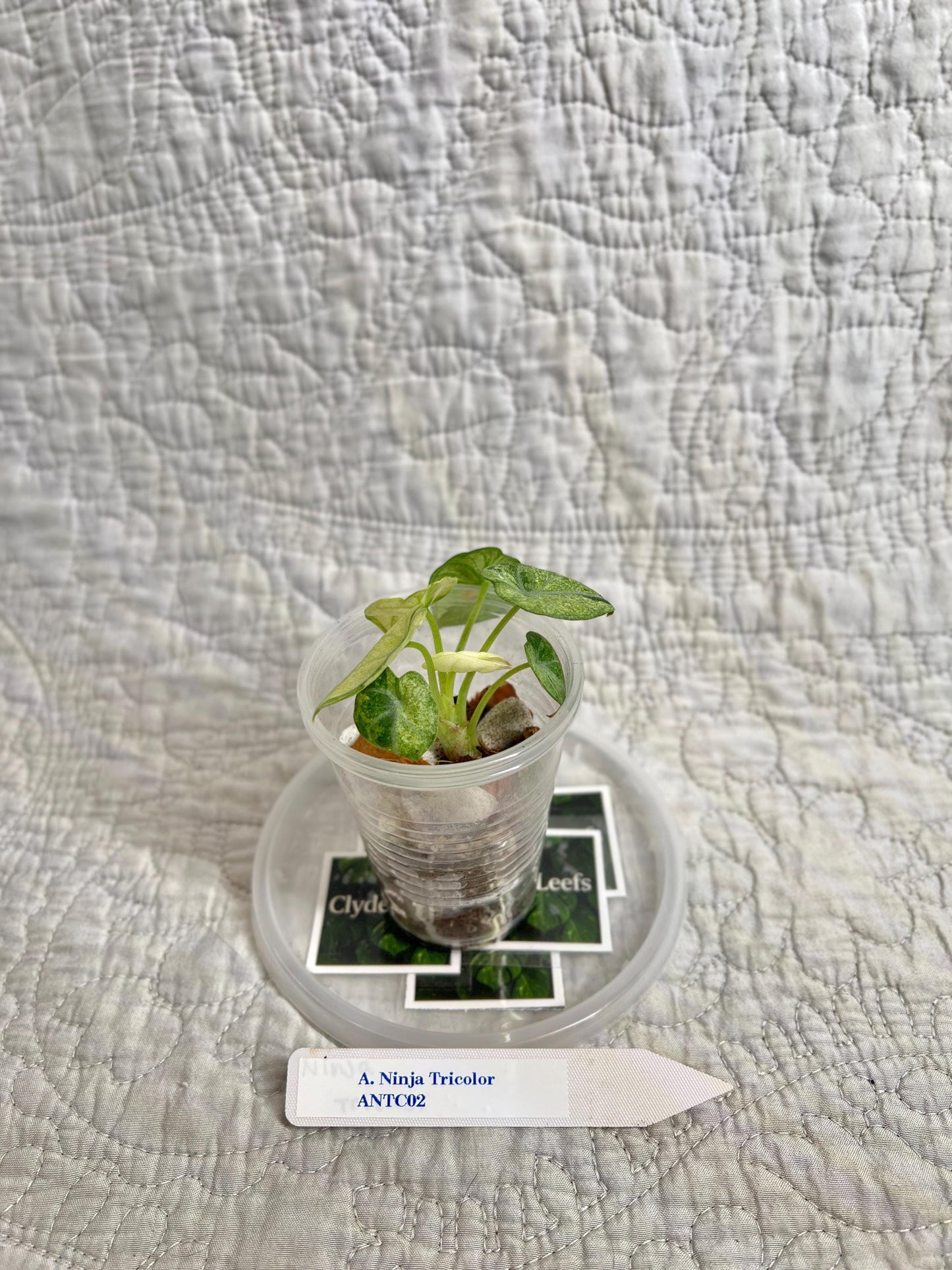 Alocasia Ninja Tricolor ANTC02