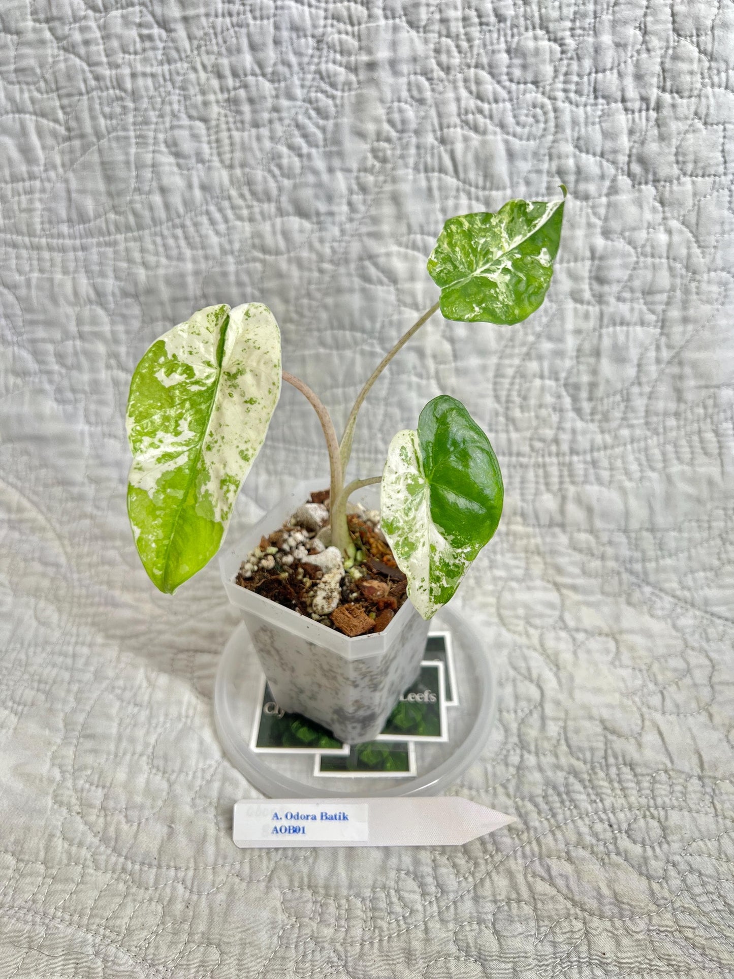 Alocasia Odora Batik AOB01