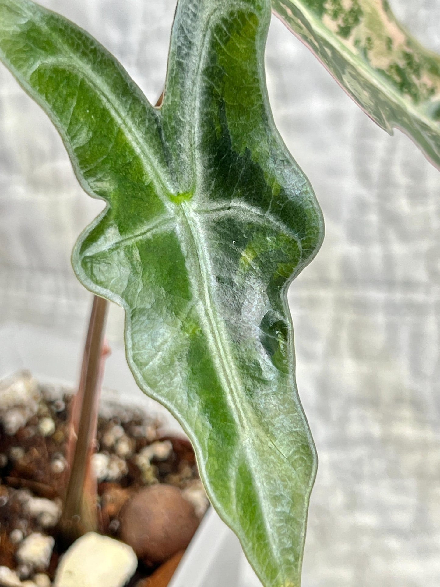 Alocasia Pink K Nobilis APNK01