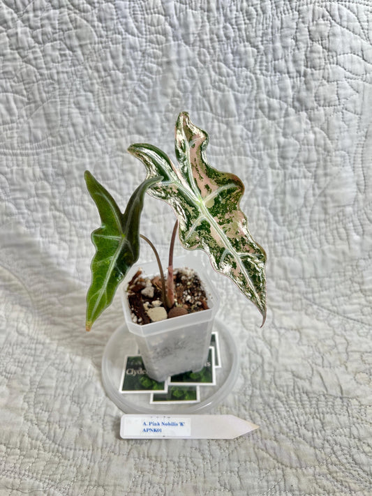 Alocasia Pink K Nobilis APNK01