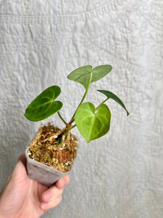 Anthurium Clarinervium AC01